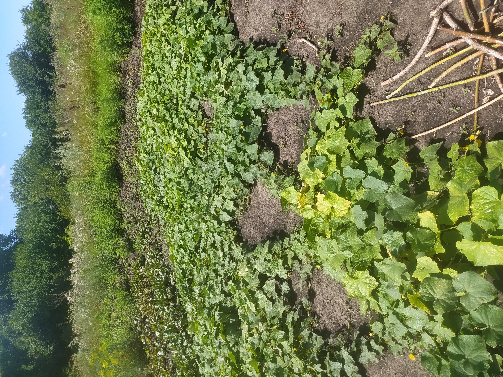 Cucumber and tomato plants growing in an outdoor vegetable garden