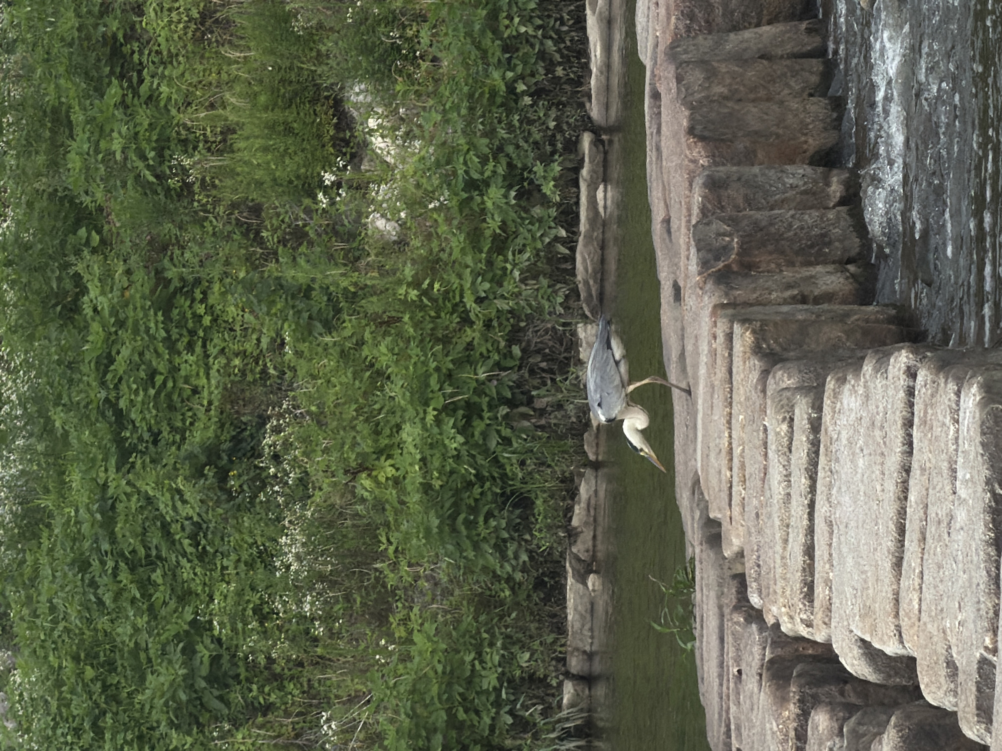 Riverside path in Dongducheon-si, heron on stepping stones
