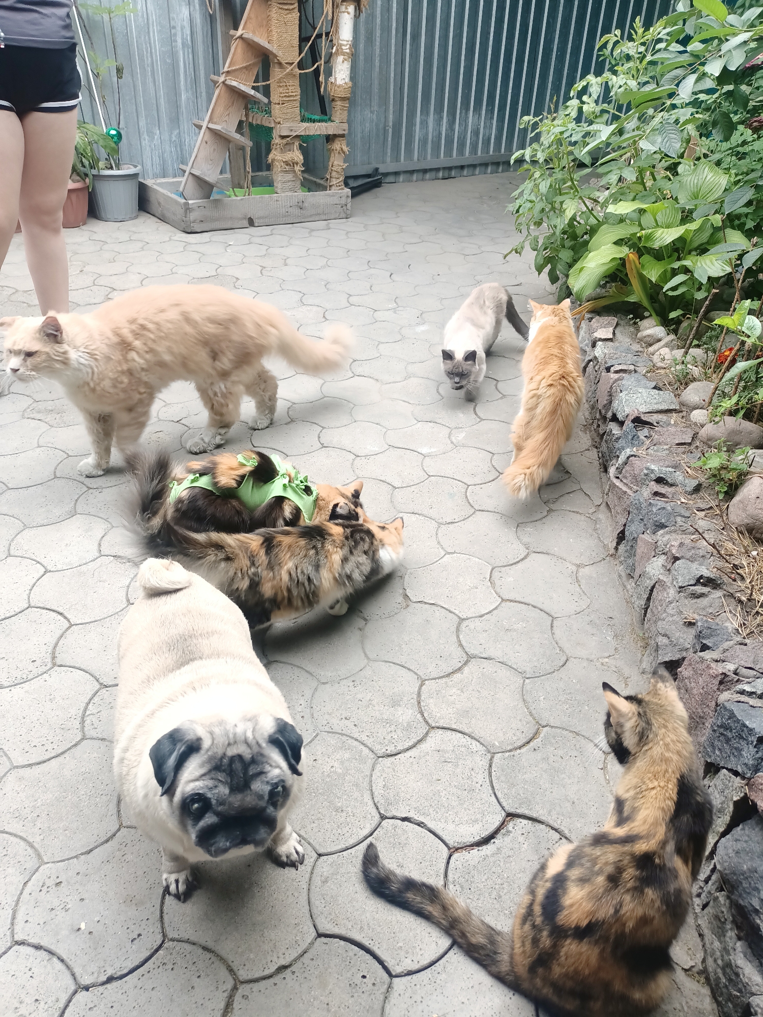 Cats and pug gather in Almaty courtyard garden