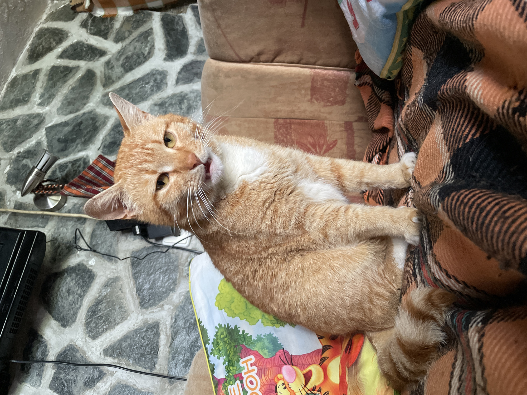 Orange tabby cat documented resting indoors in Zlatograd, Bulgaria