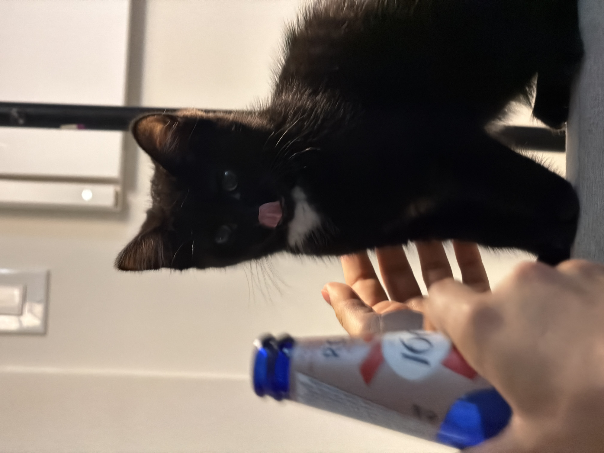 Cat observed with bottle in New Westminster home