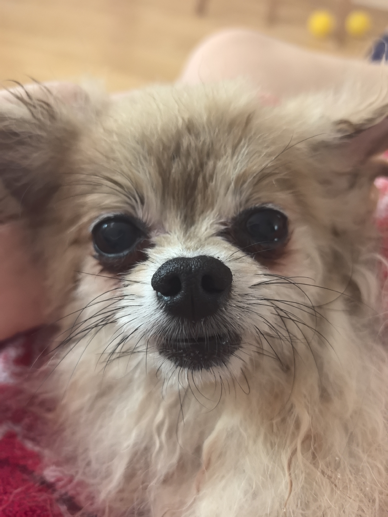 Fluffy Pomeranian chills out in Sochi