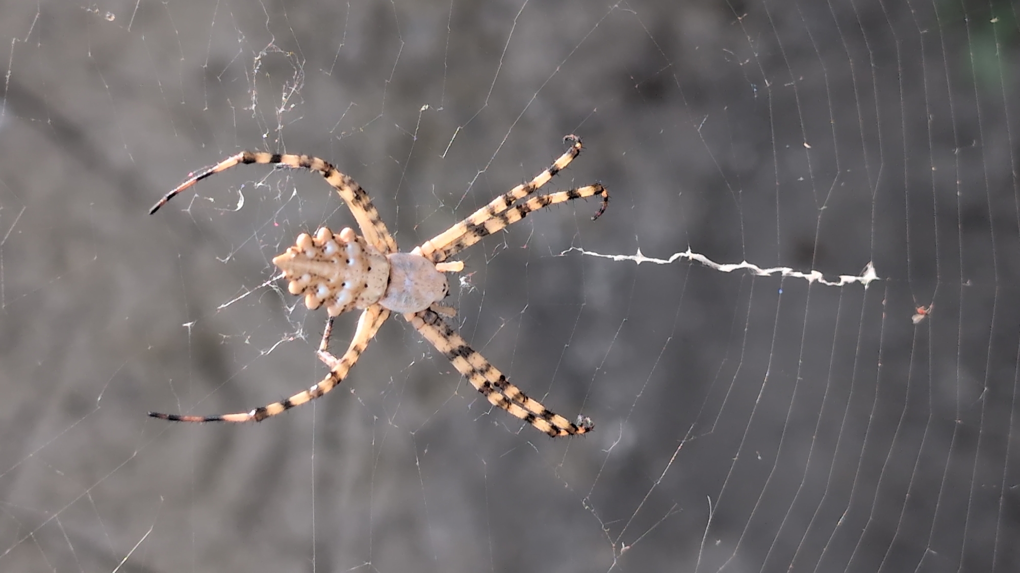 Wasp Spider on its web, Izmail, Ukraine