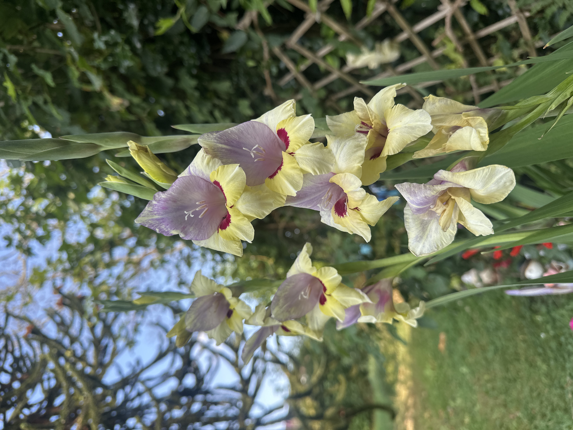 Flowers, a cold beer, and a dove in afternoon shade