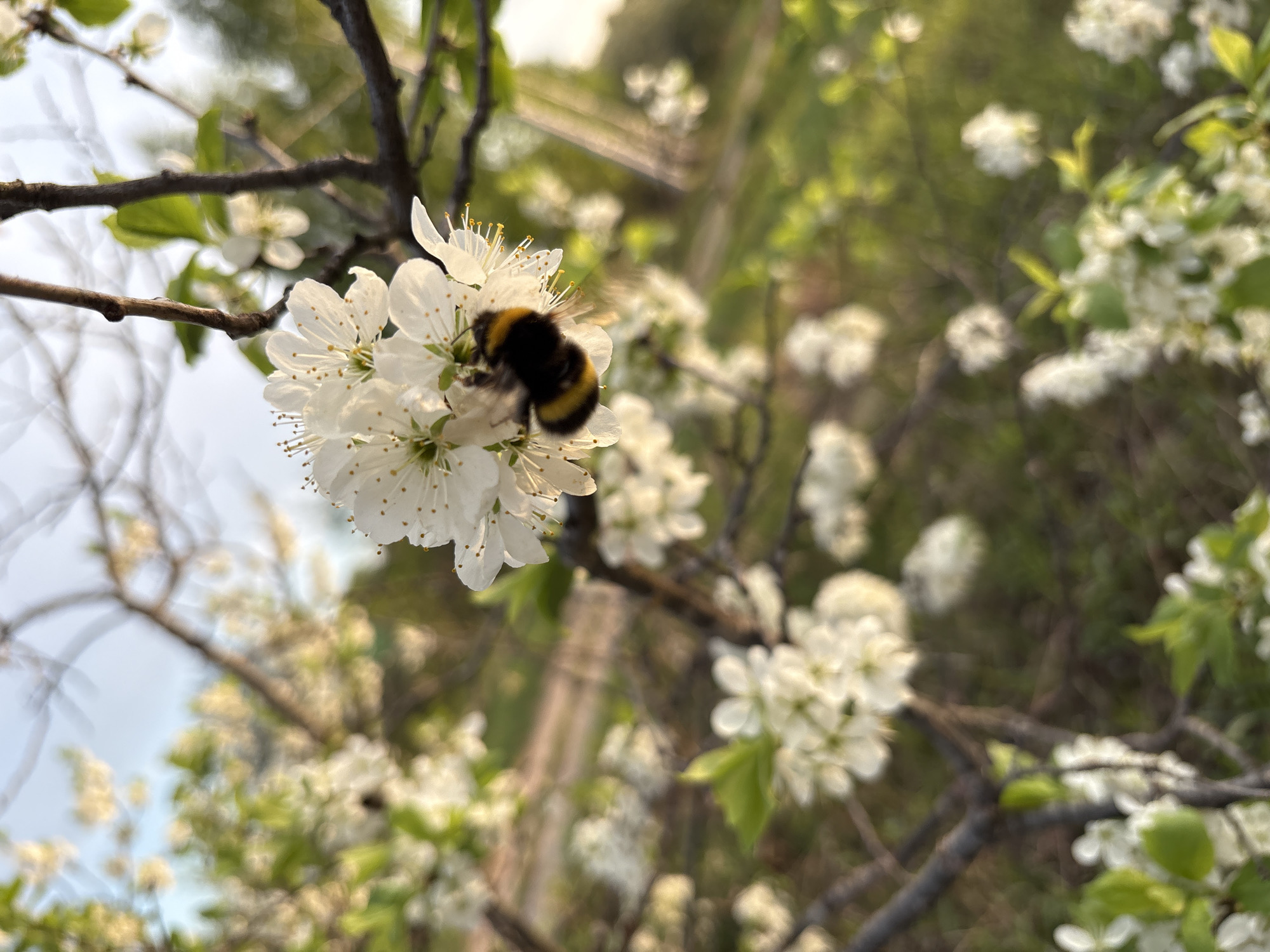 Spring blooms and bee activity documented in Dubovaya