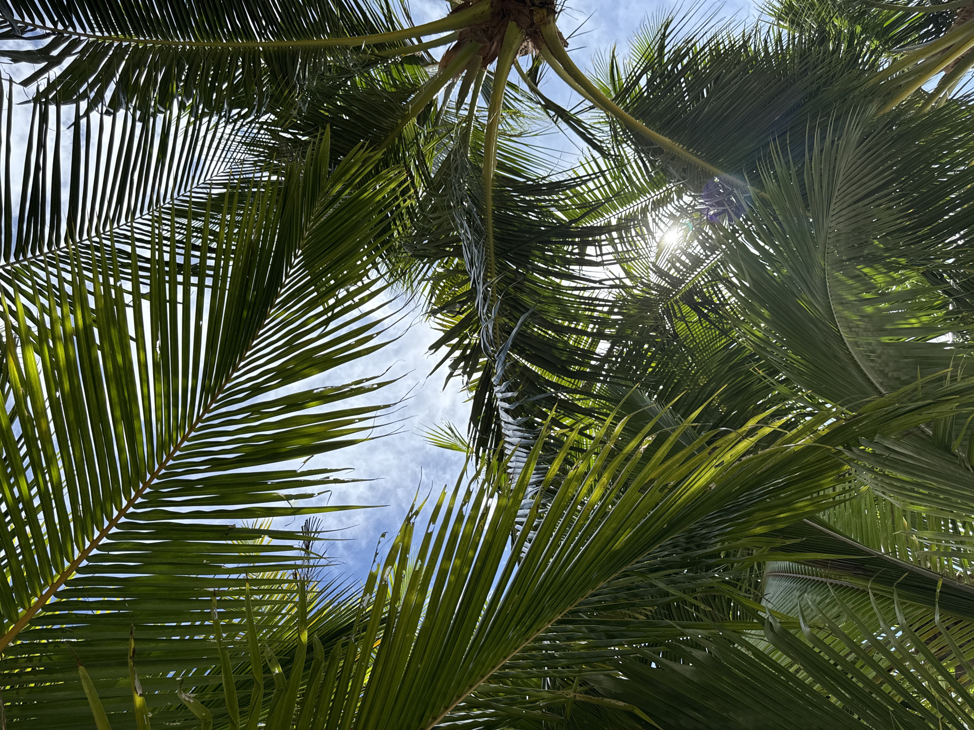 Tropical beach scene documented through palm tree canopies