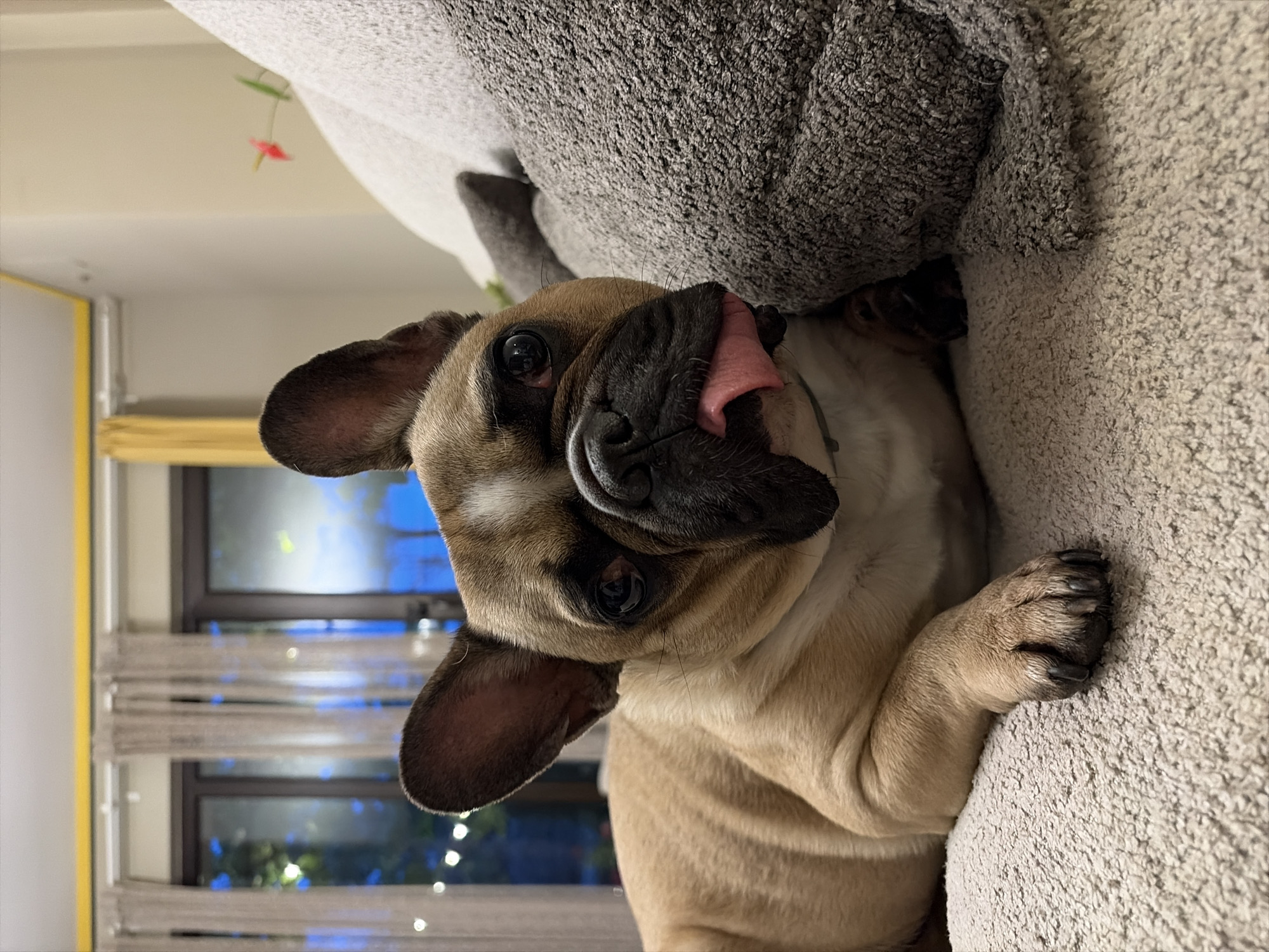 French Bulldog photographed resting indoors in Sofia