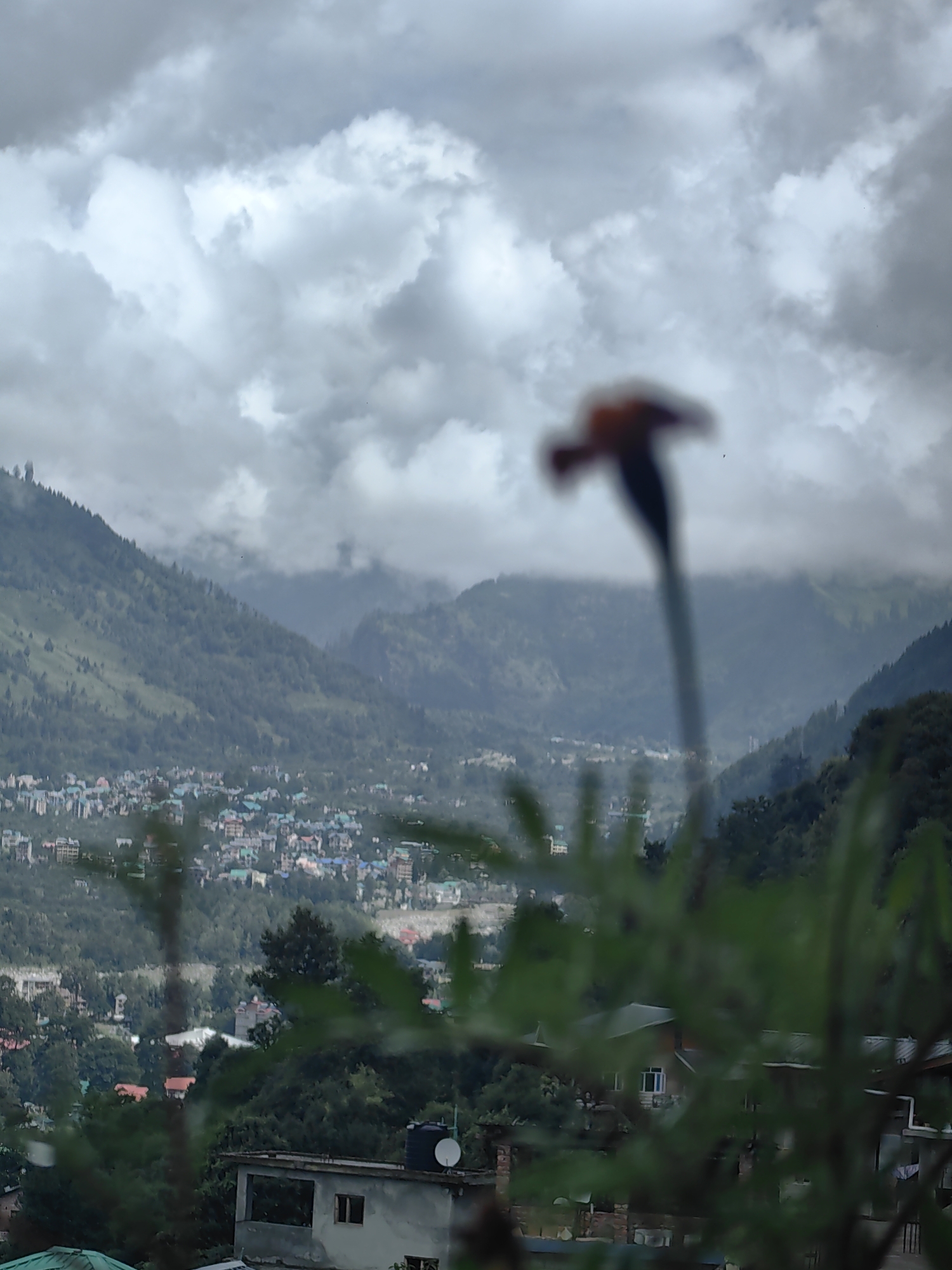Rainy morning in Vashisht — flowers, flies, and hillside village views