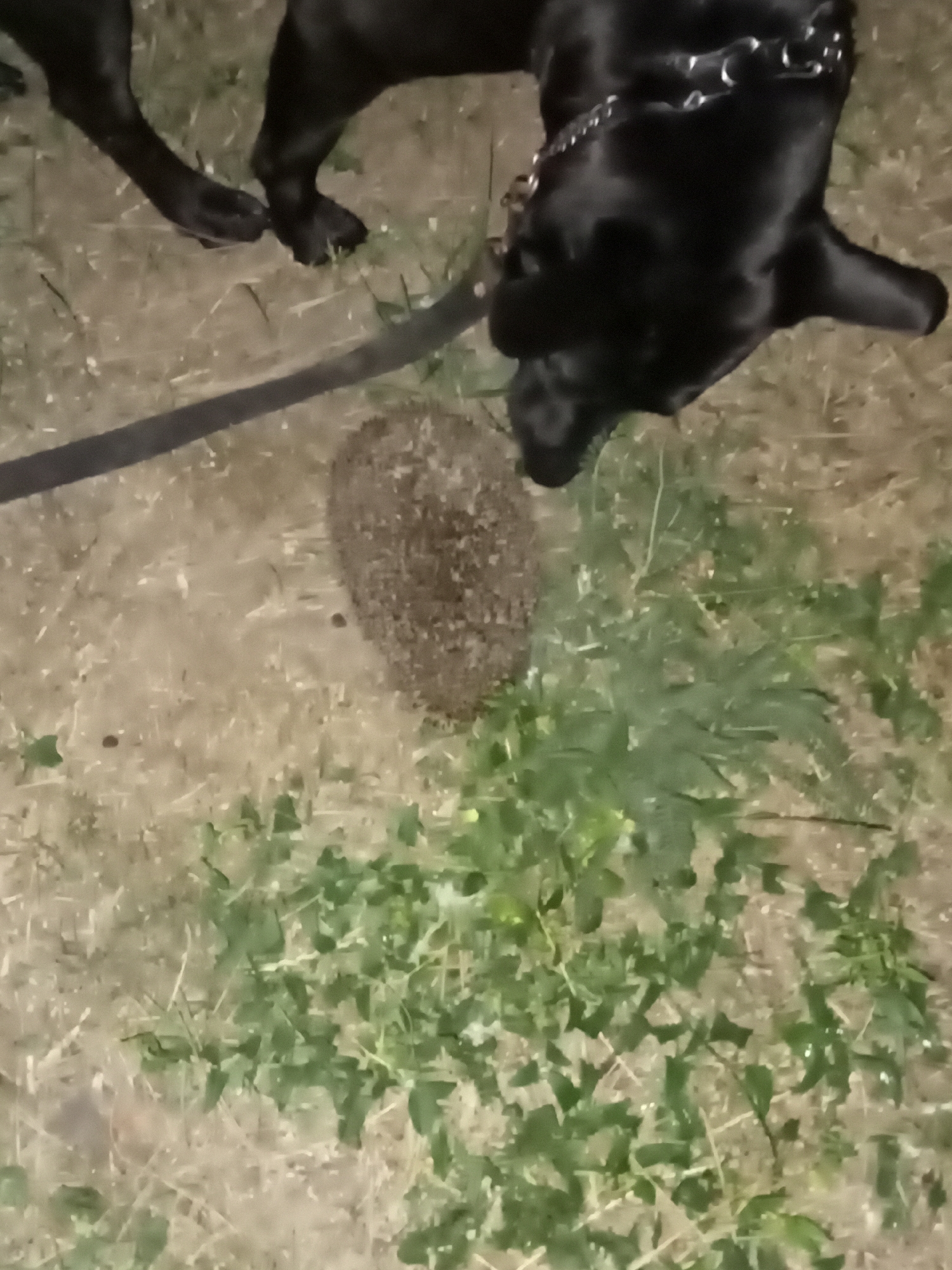 Dog meets hedgehog on dry grass in Khmelnytskyi