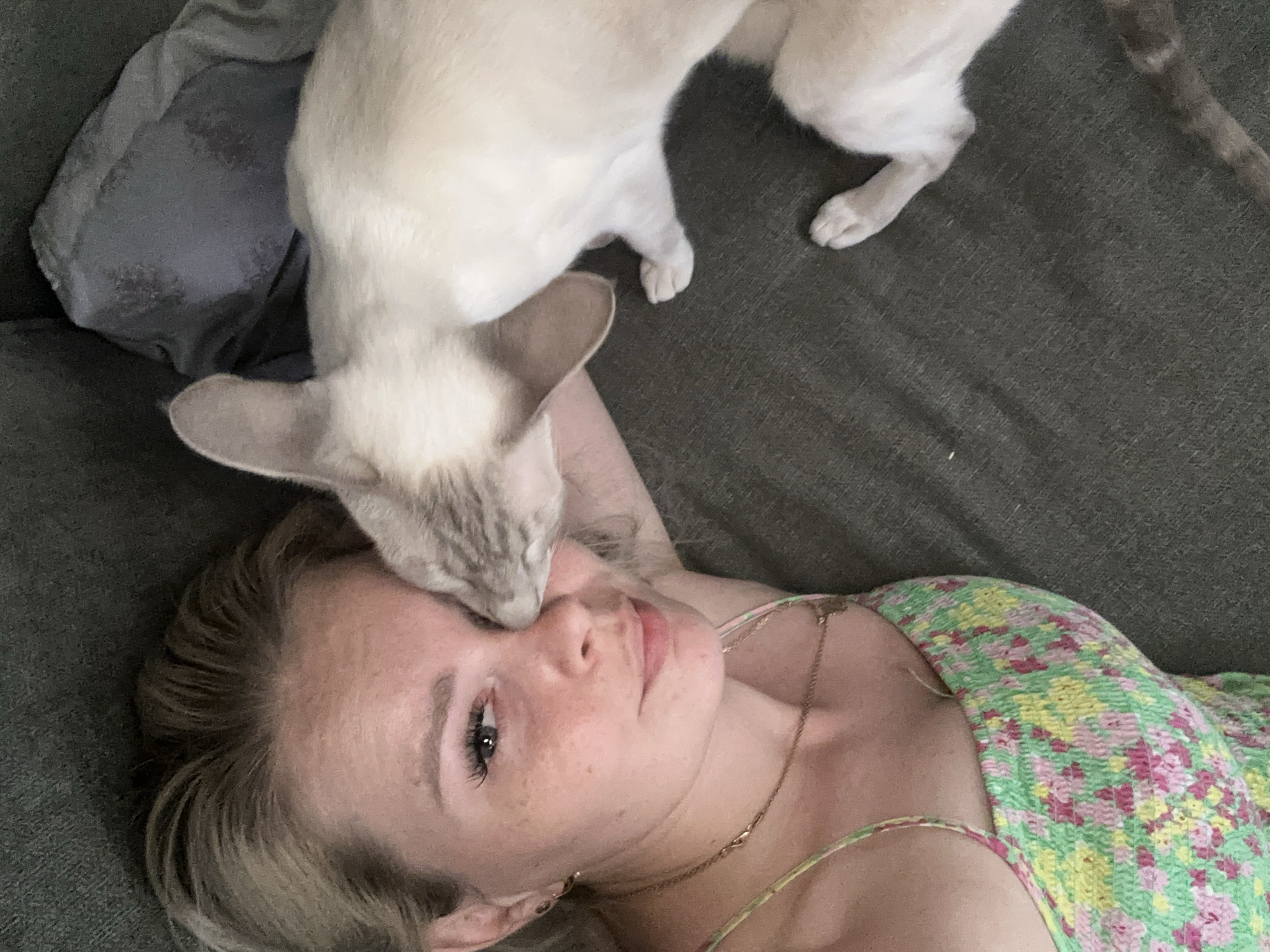Cats and downtime at home in Abakan