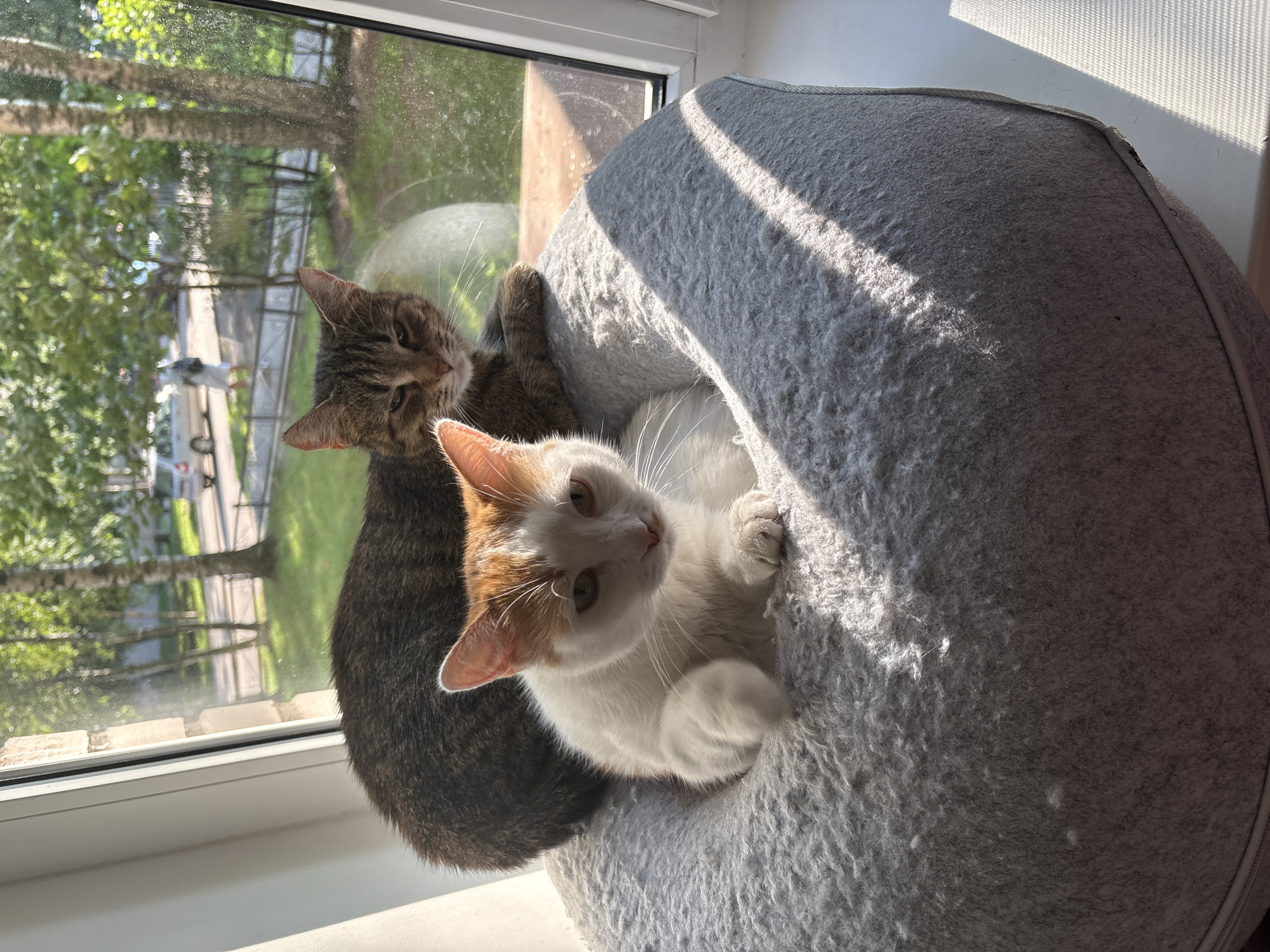 Two cats lounging on a sunny Saint Petersburg windowsill