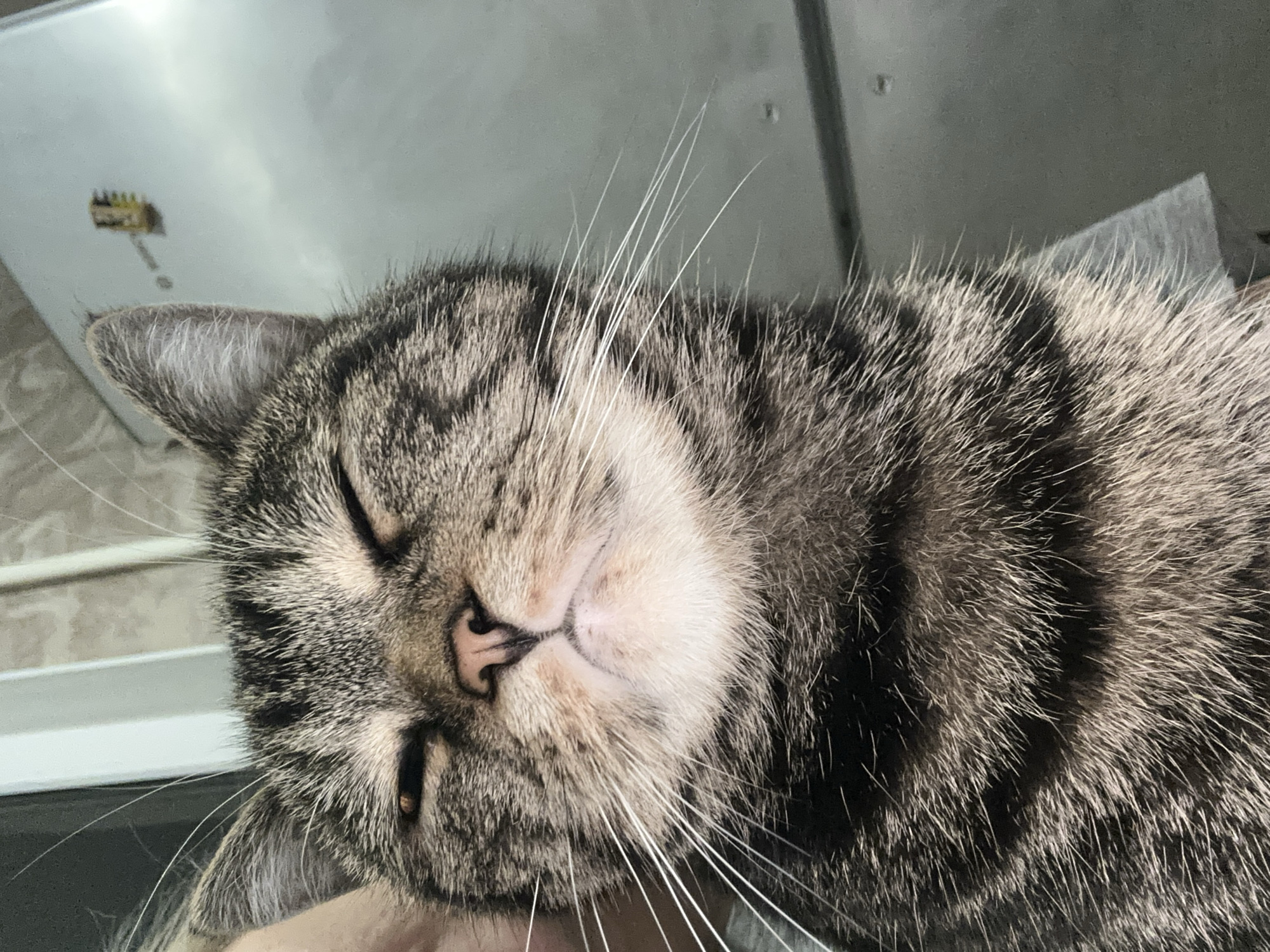 Tabby cat enjoys quiet evening indoors in Stavropol