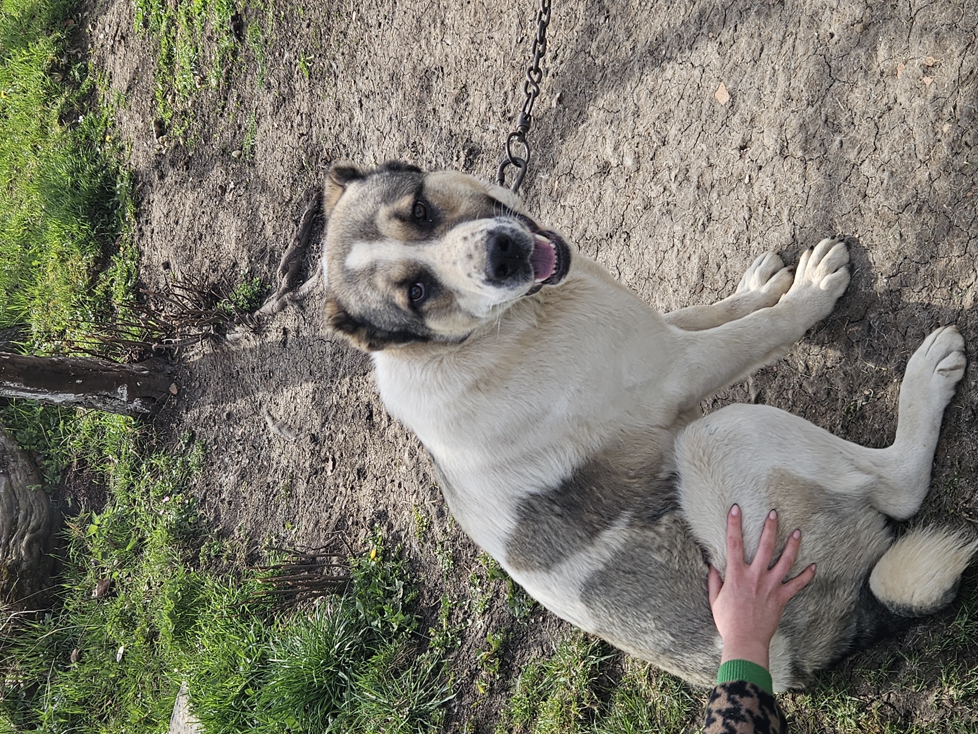Person touches chained dog resting in Bulgarian village