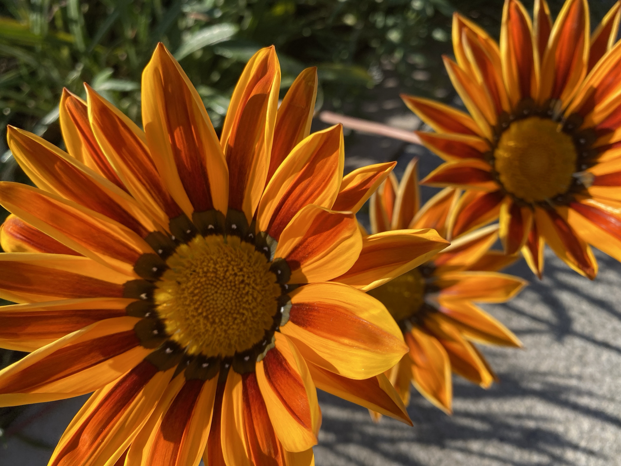 Tourist captures spring flowers and landscapes in Alanya, Turkey