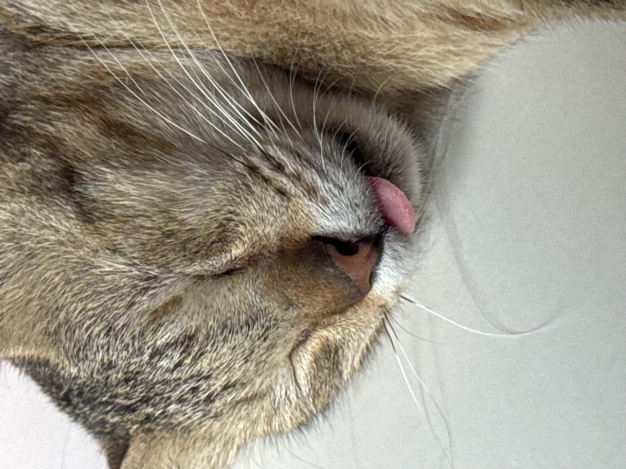 Lazy morning at home with a very sleepy Davao cat