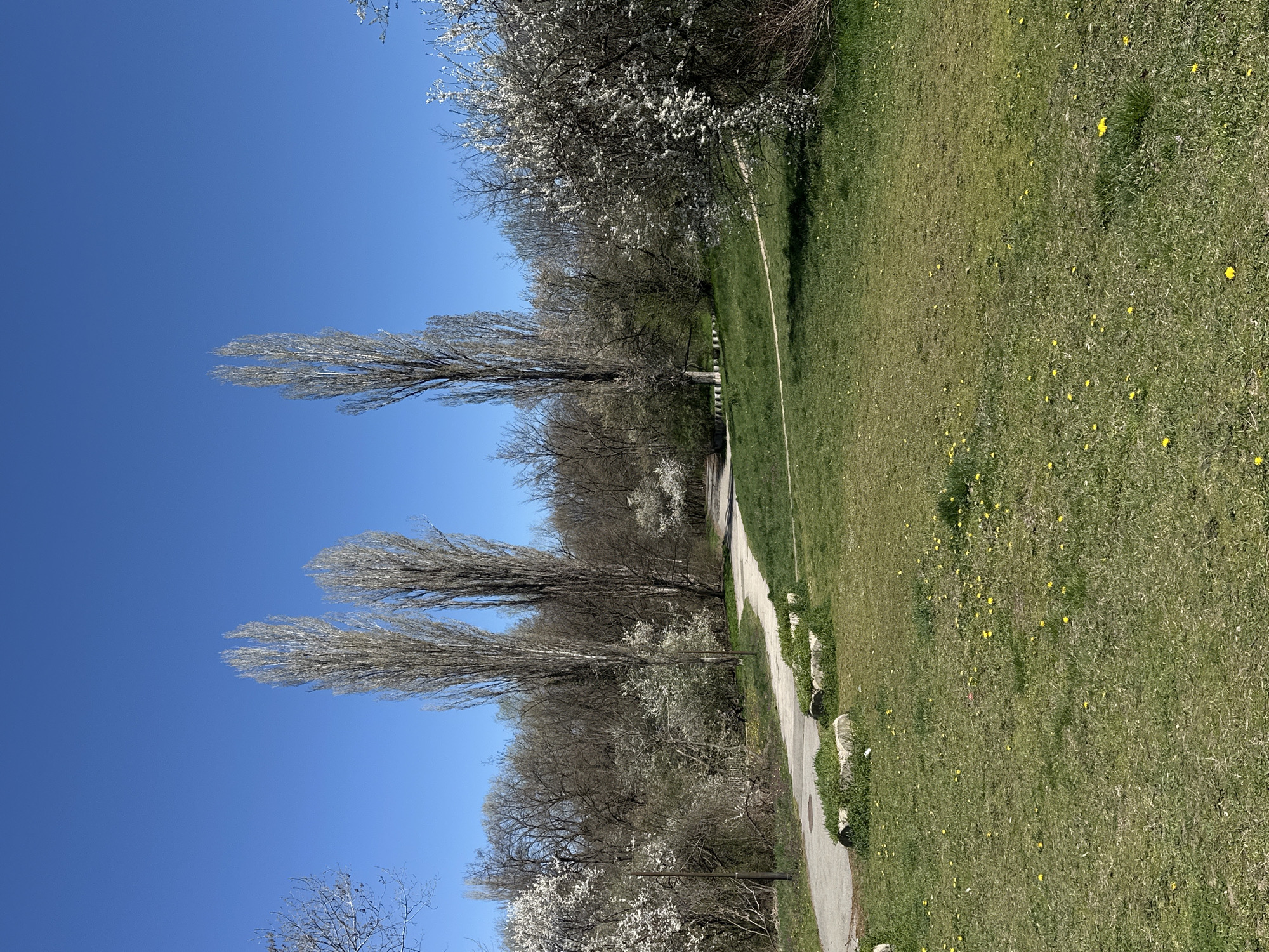 Spring blooms emerge in Sofia park amid dandelions