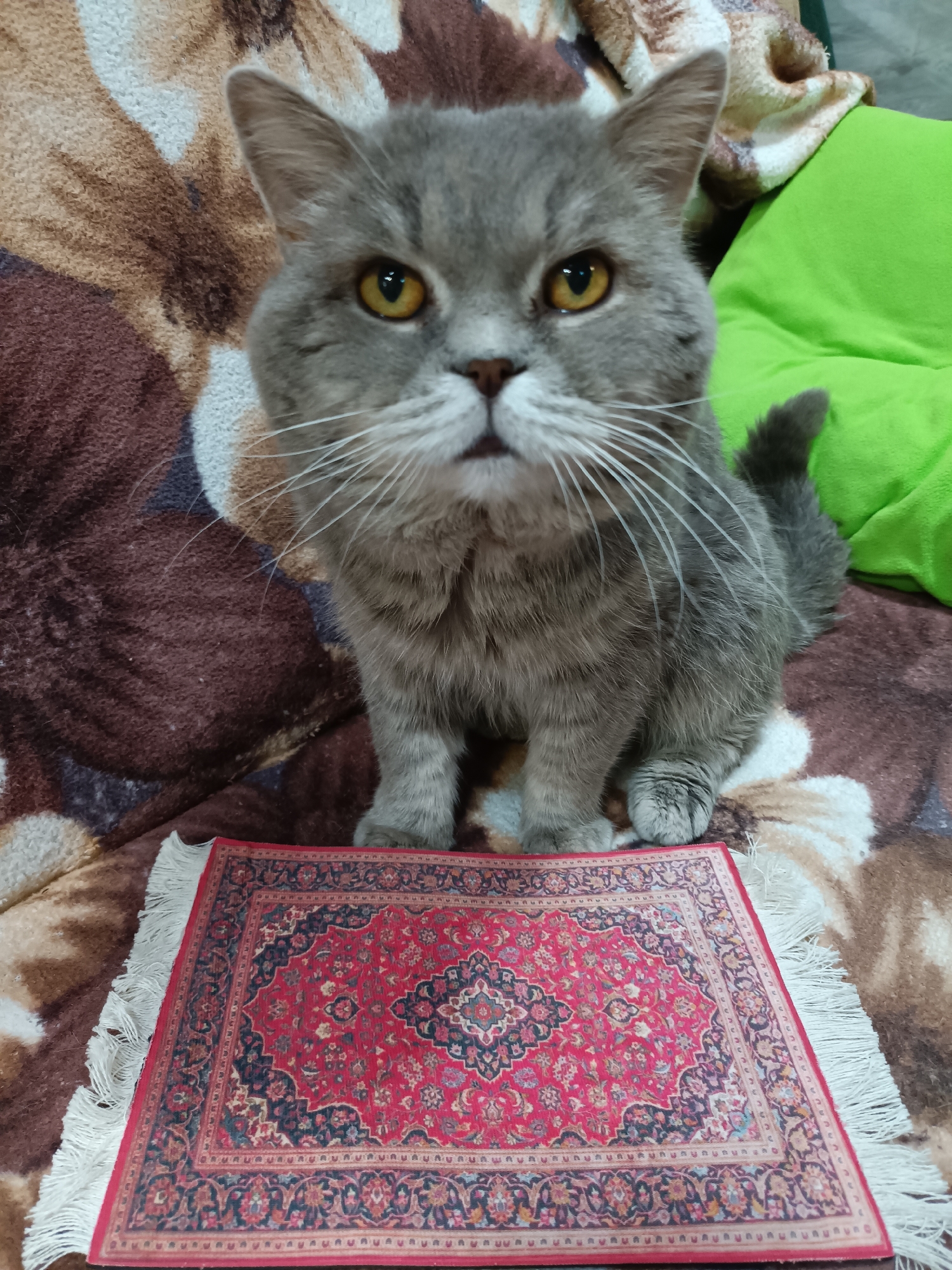 British Shorthair cat's cozy evening in Bataysk