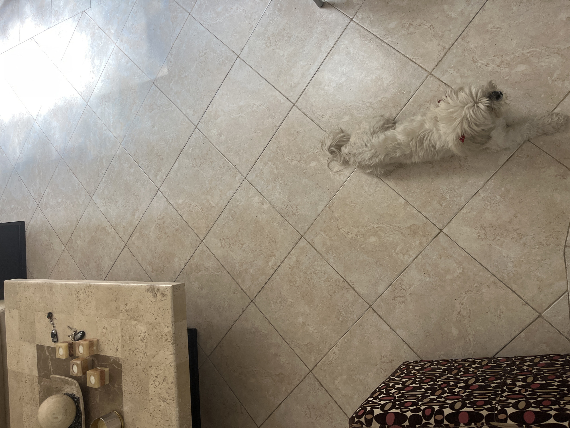 Small white dog rests on tile floor in Puebla residence