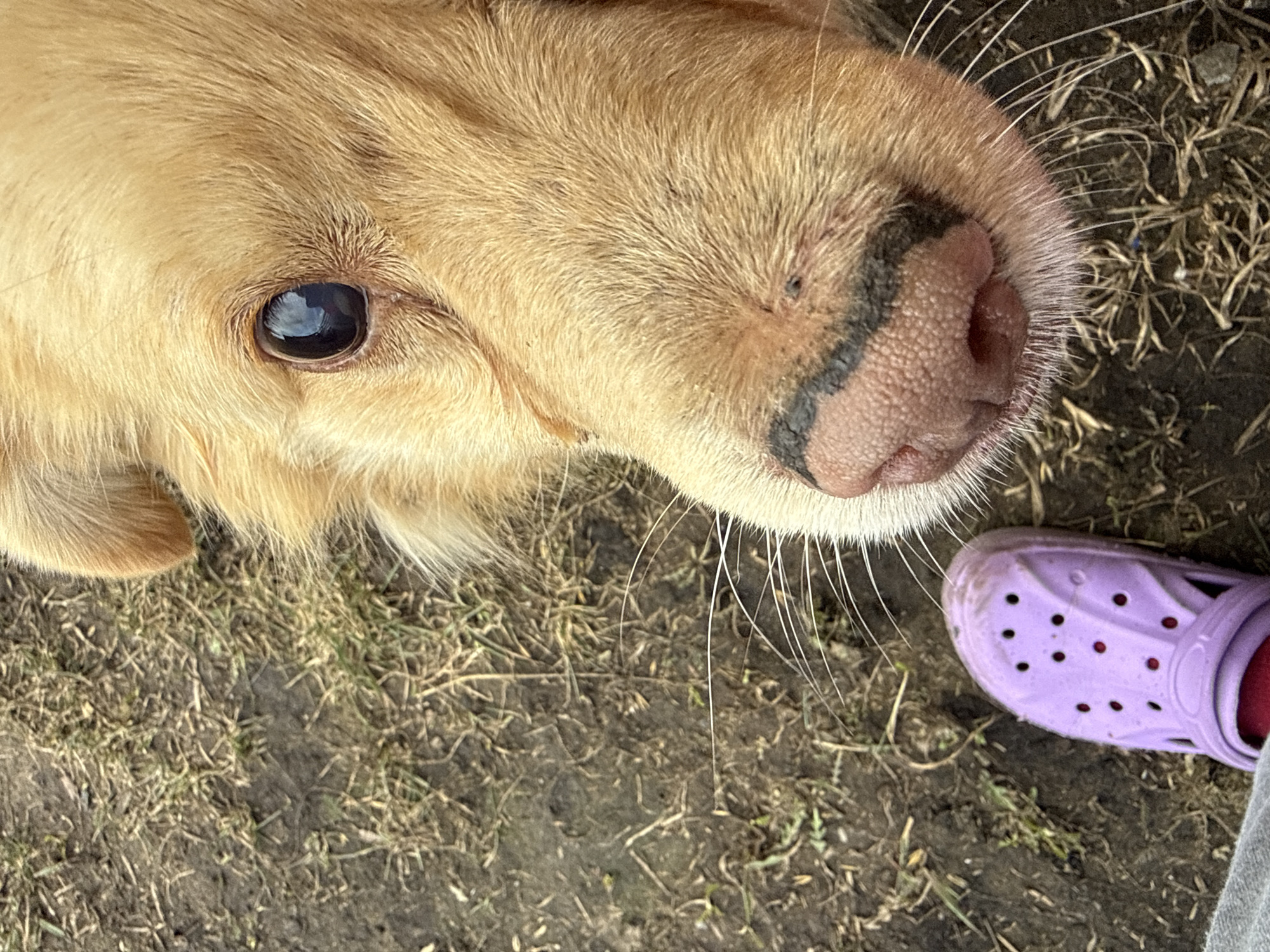Golden dog spotted in rural Tyulyuk, Russia countryside