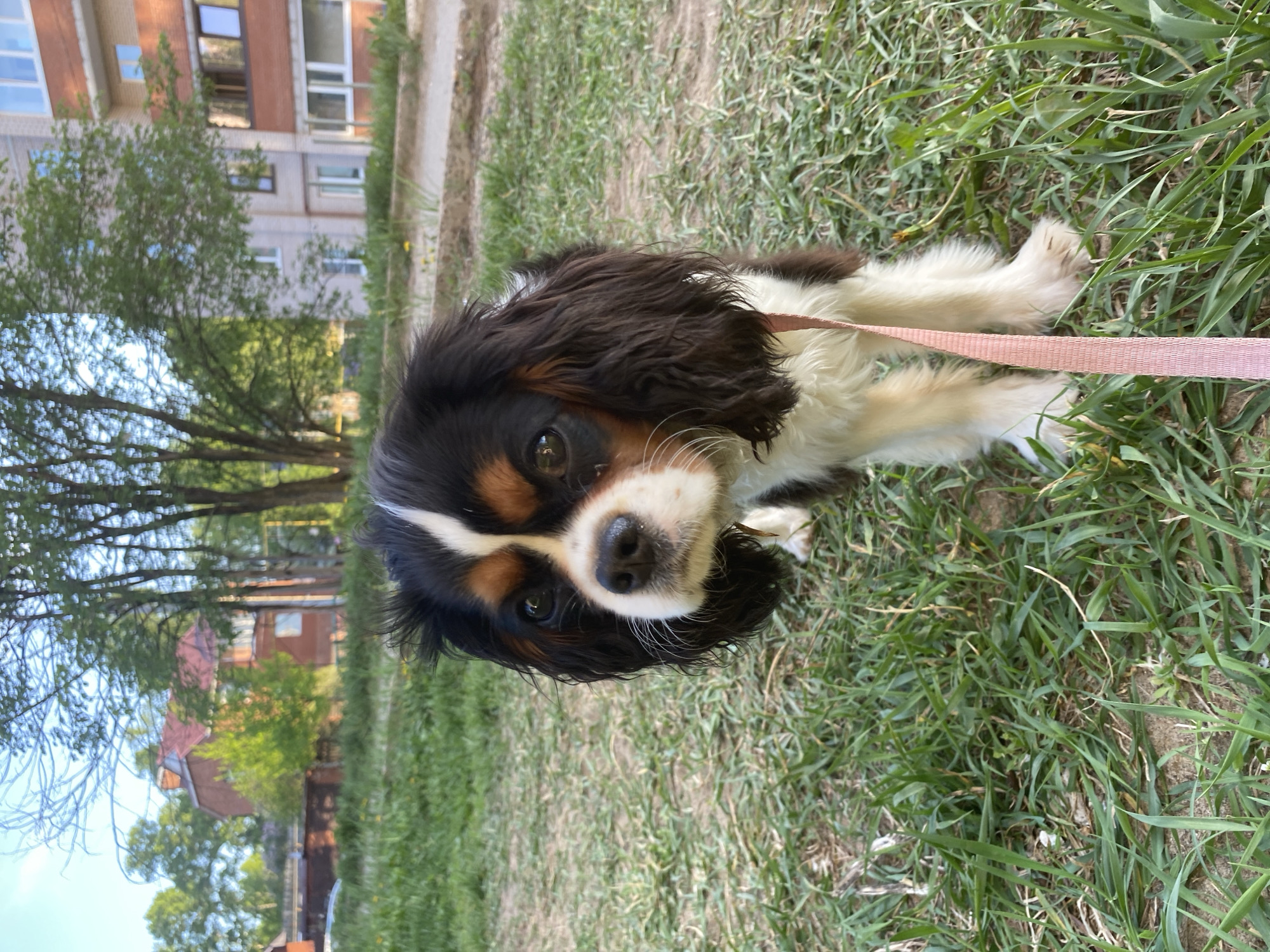 Spring afternoon documented: pets, lilacs, buildings in Votkinsk, Russia