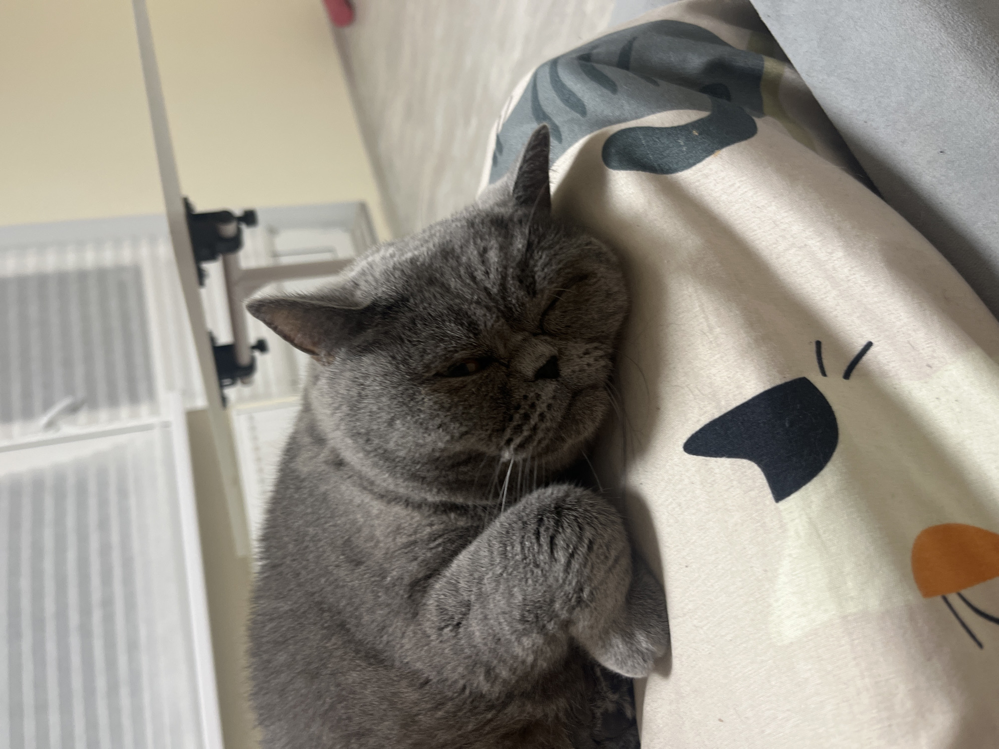 Gray cat napping on cartoon-patterned bedding in Saint Petersburg