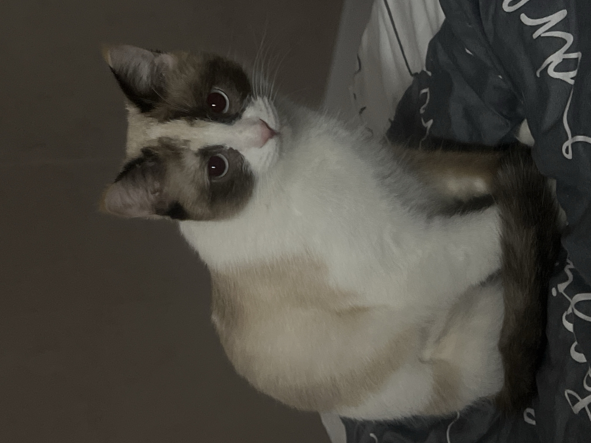 Siamese cat spotted resting on bed in Votkinsk, Russia