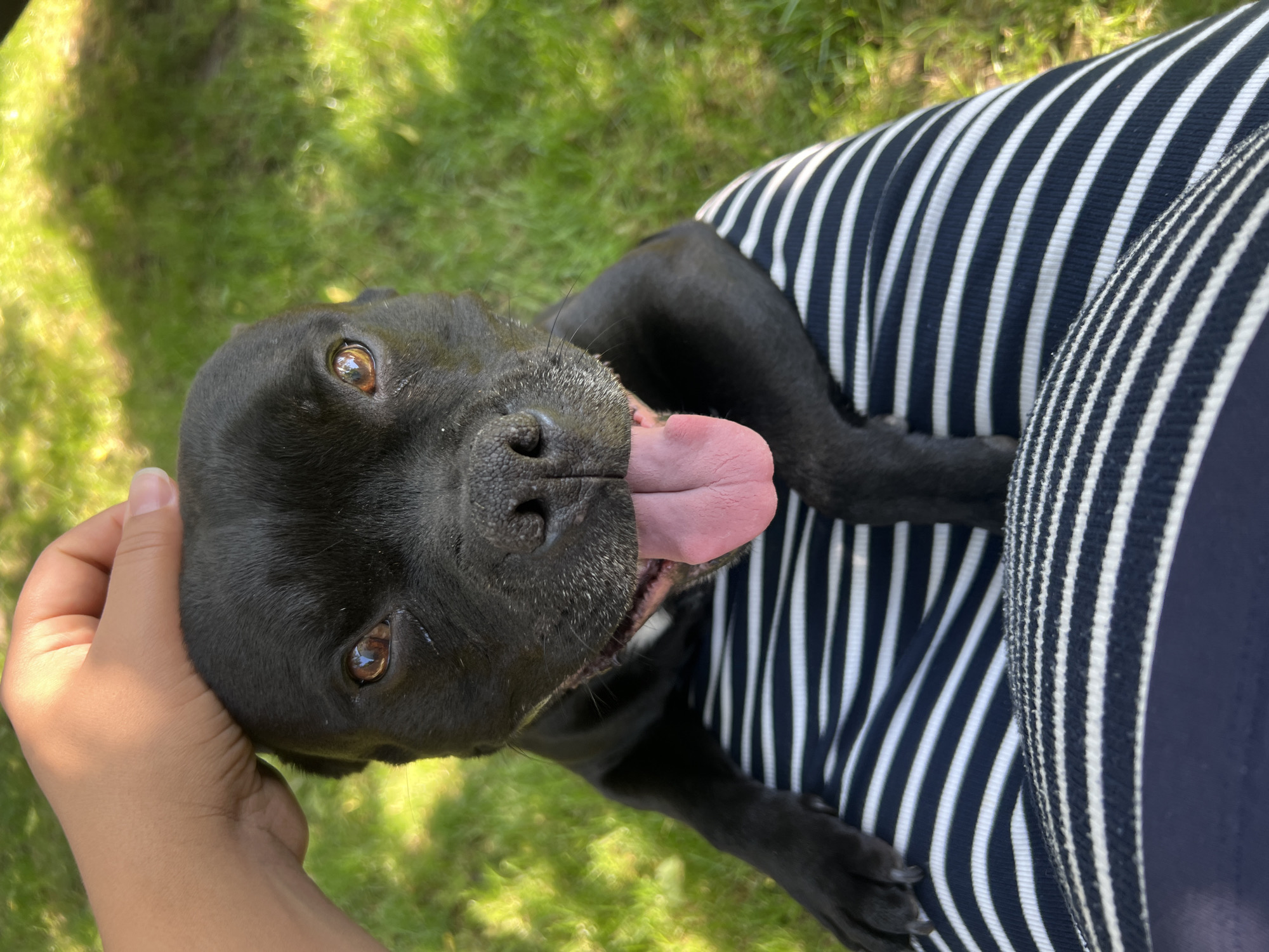Black Staffordshire Bull Terrier enjoys outdoor playtime with human companion