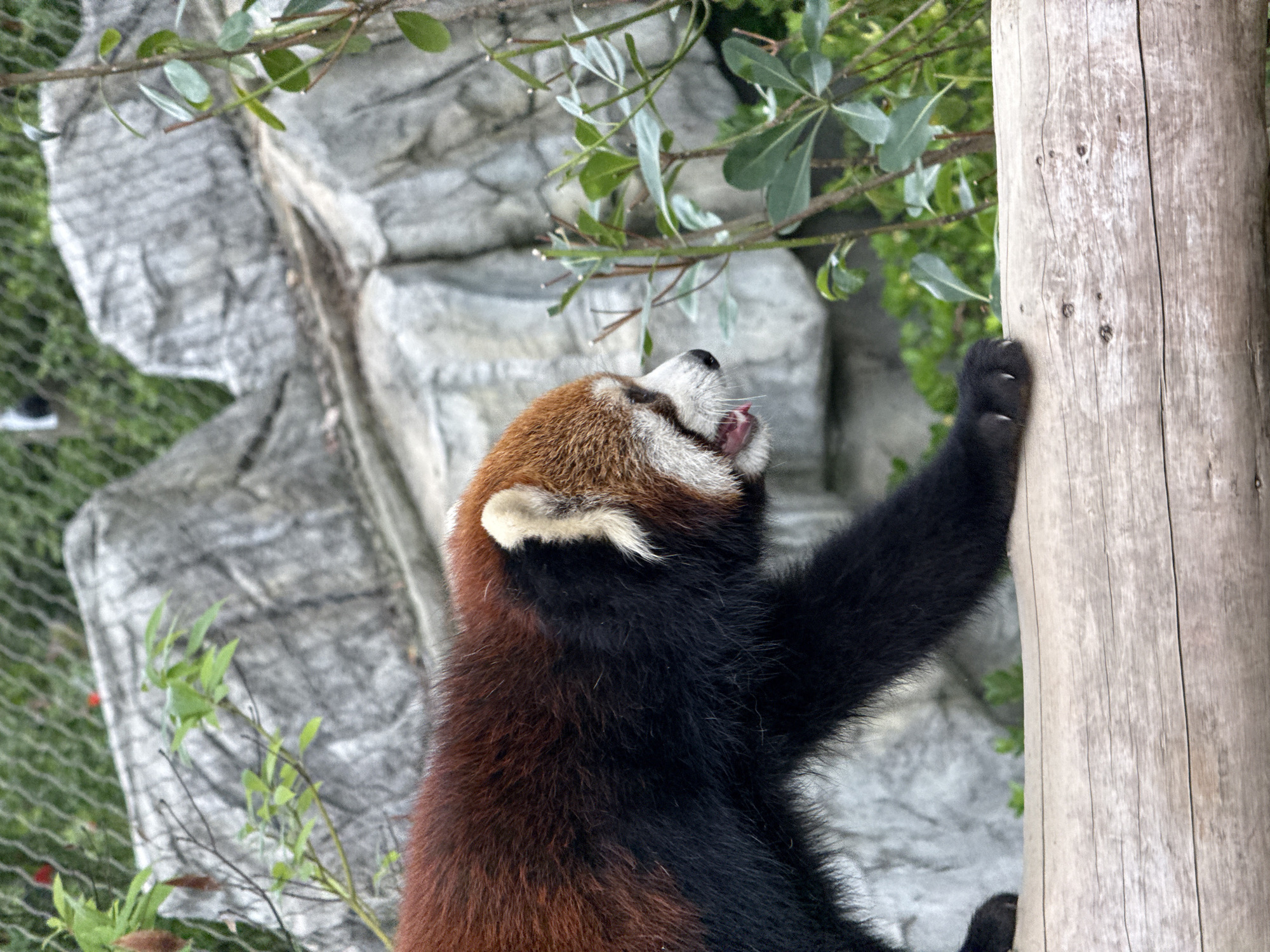 Red pandas play and climb in Chenghua District enclosure