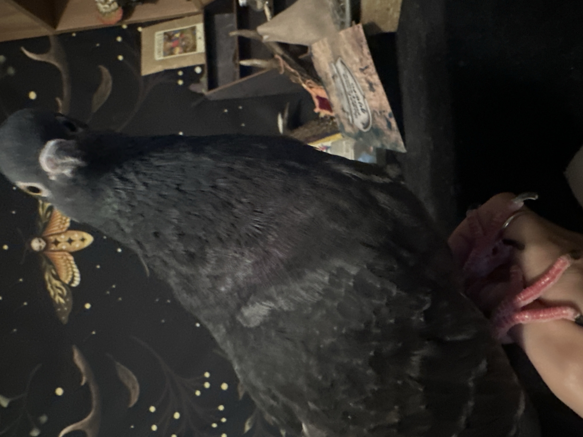 Pigeon posed with antlers, paintings, and moth tapestry in Togliatti