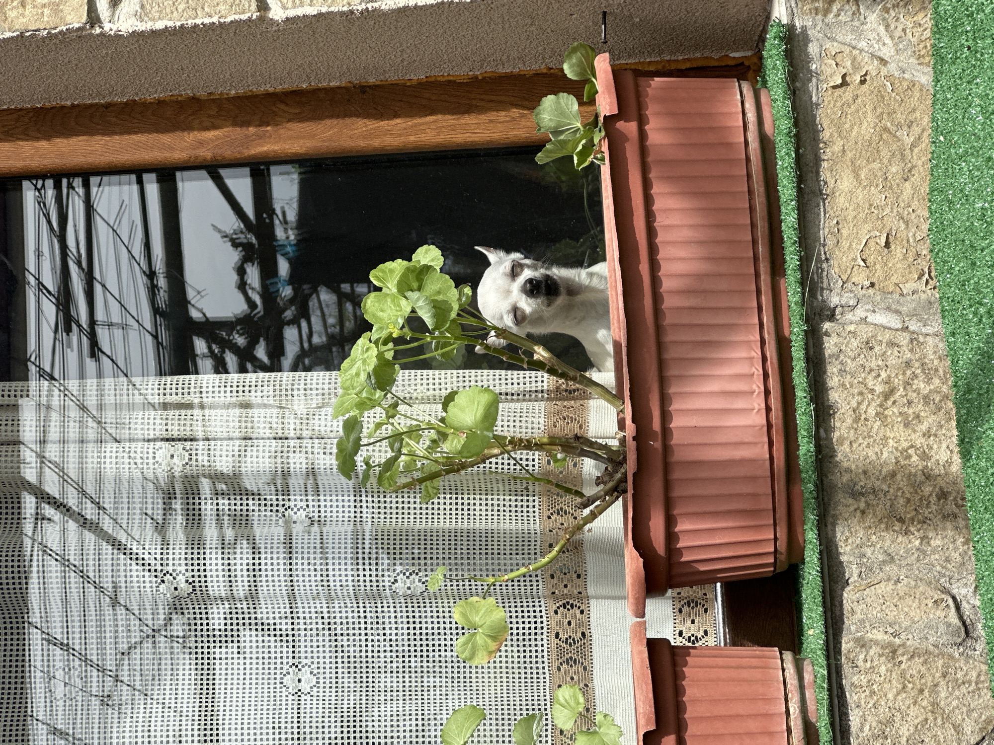 Small white dog spotted window-watching in Chubra, Bulgaria