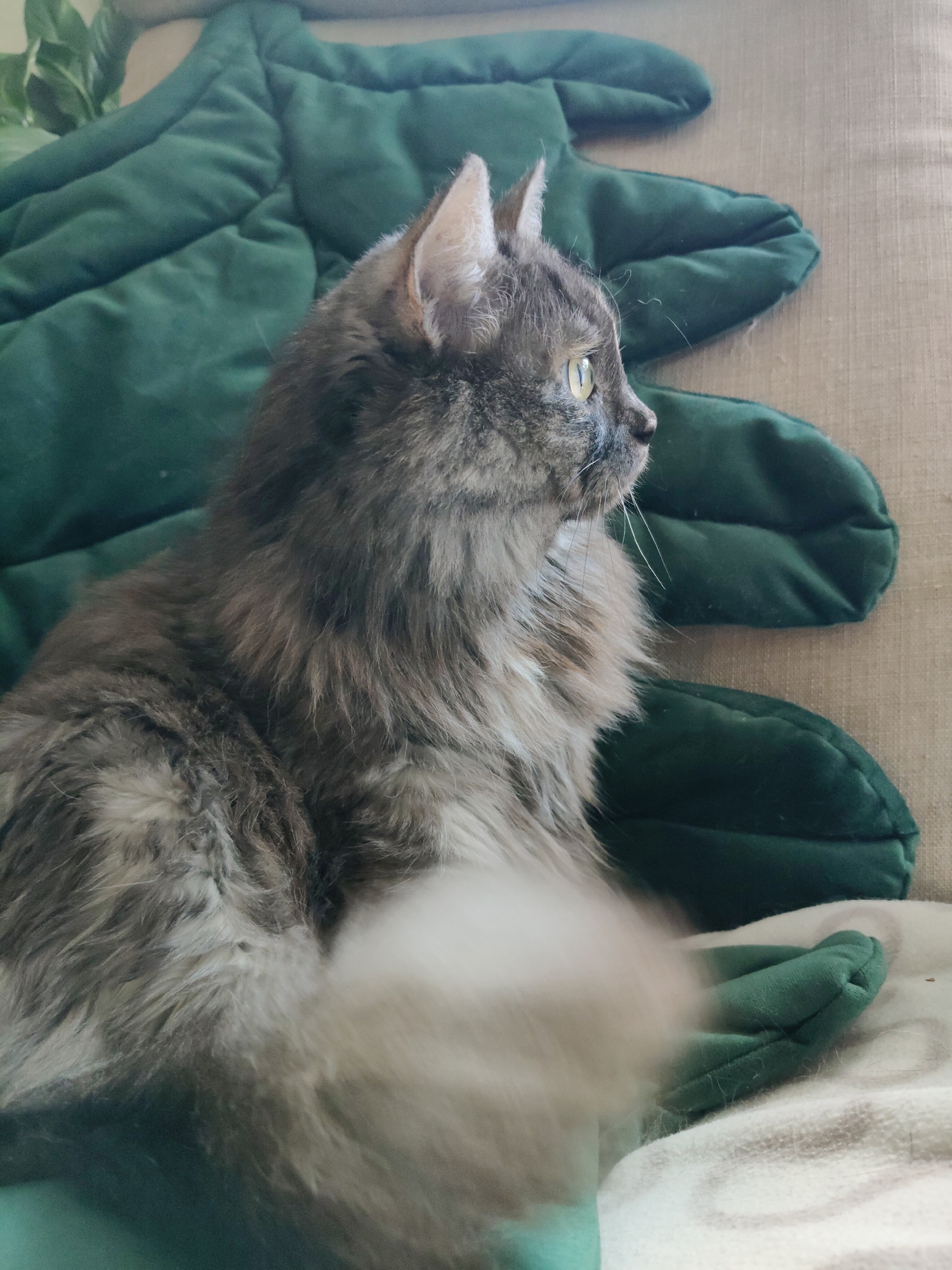 Two cats, two moods, one Russian living room