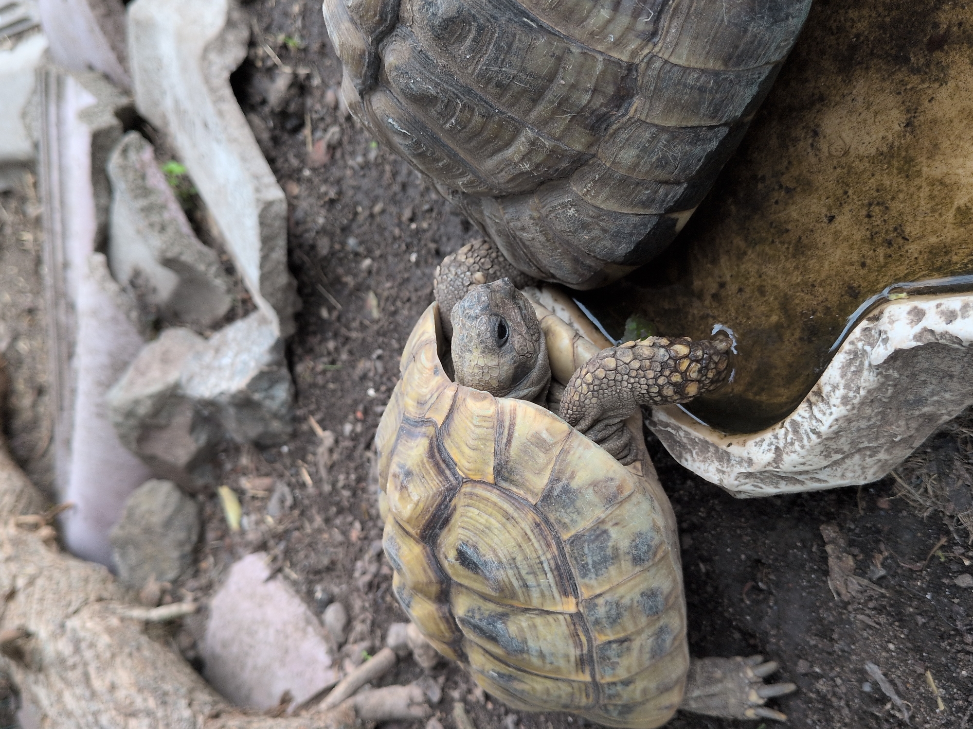 Tortoises and blooming plants in a Rastenberg garden