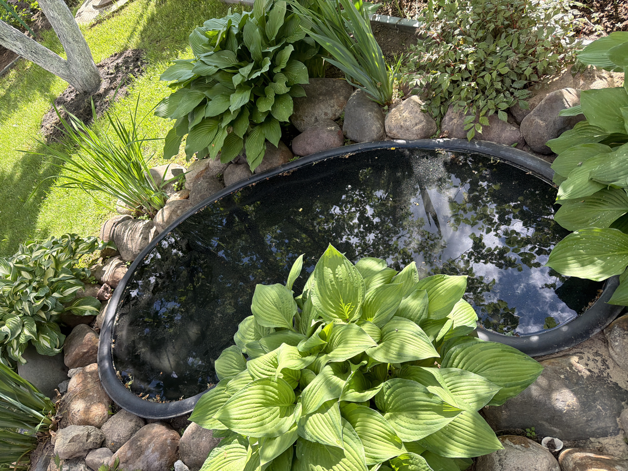 Garden pond reflects sky among hostas and rocks