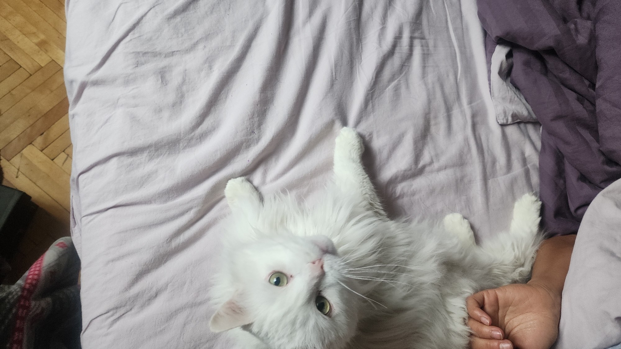White fluffy cat documented resting on colorful bedding in Moscow