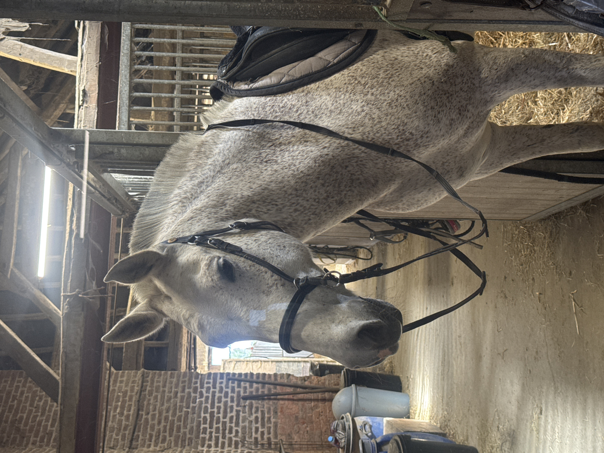 Horse care activities documented at Belgian stable