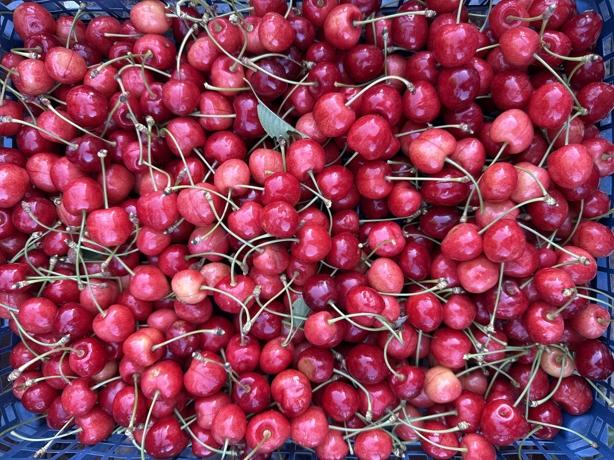 Summer spread in Zornitsa: cherries, watermelon, and two dogs