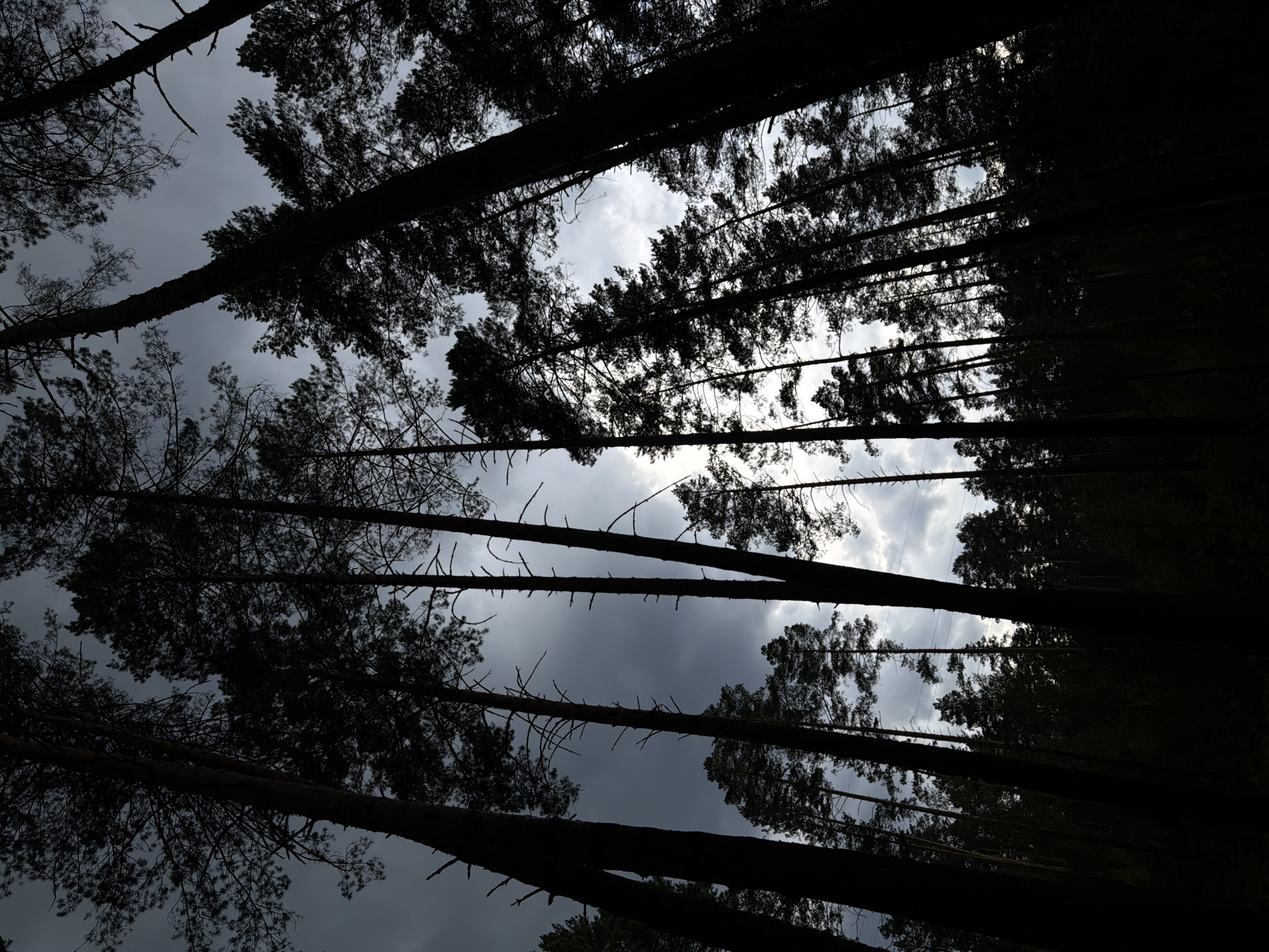 Foggy pine forest and a ceramics studio in Askat, Russia