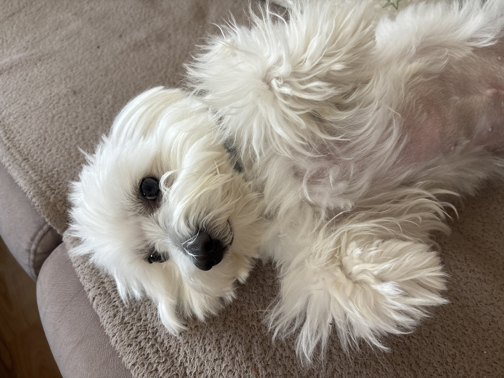 Small dogs rest on furniture with toys in Burgas homes