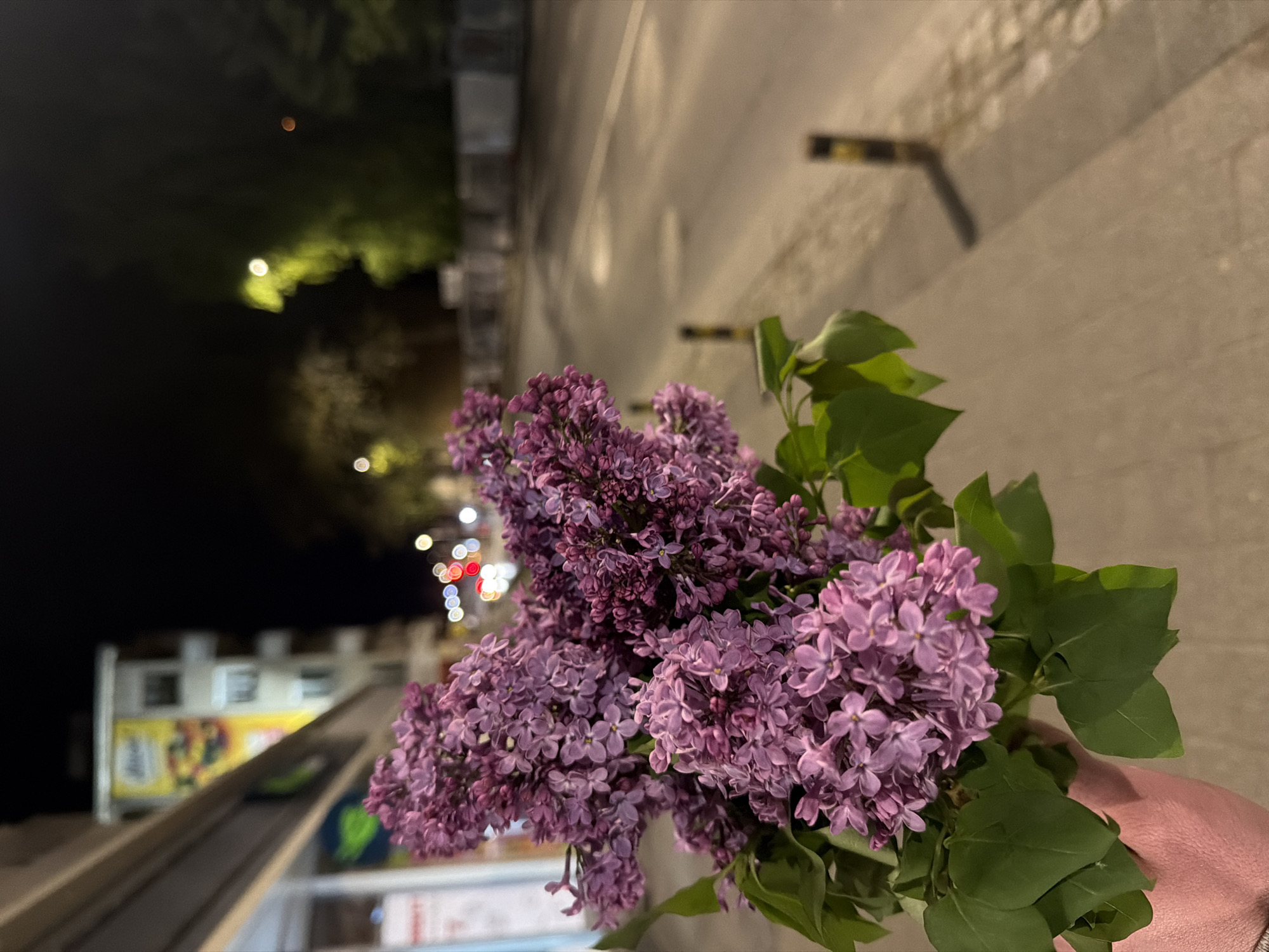 Person holds purple lilac bouquet in Plovdiv, Bulgaria