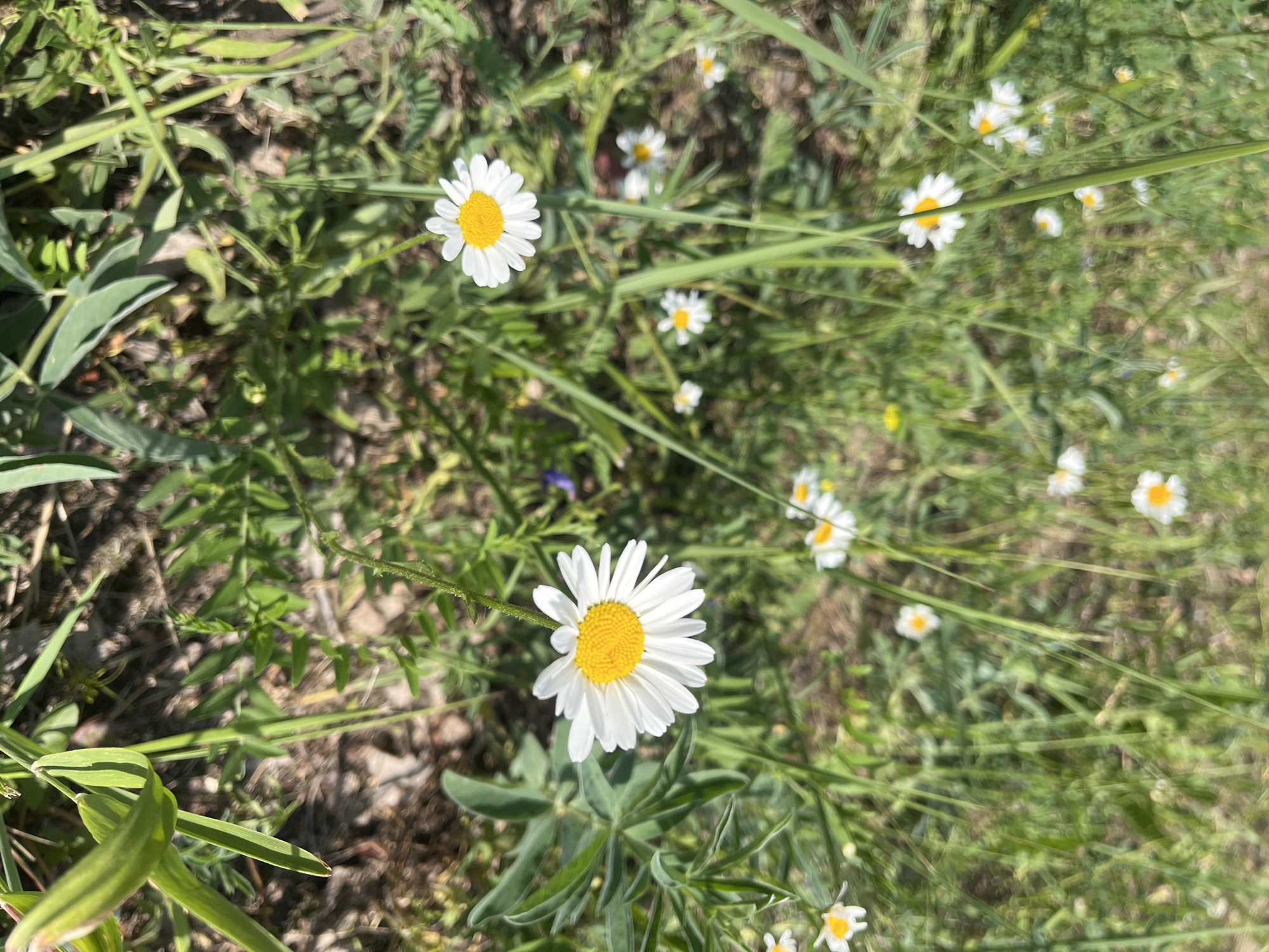 White daisies in green grass on a sunny day near Krasnoturansk