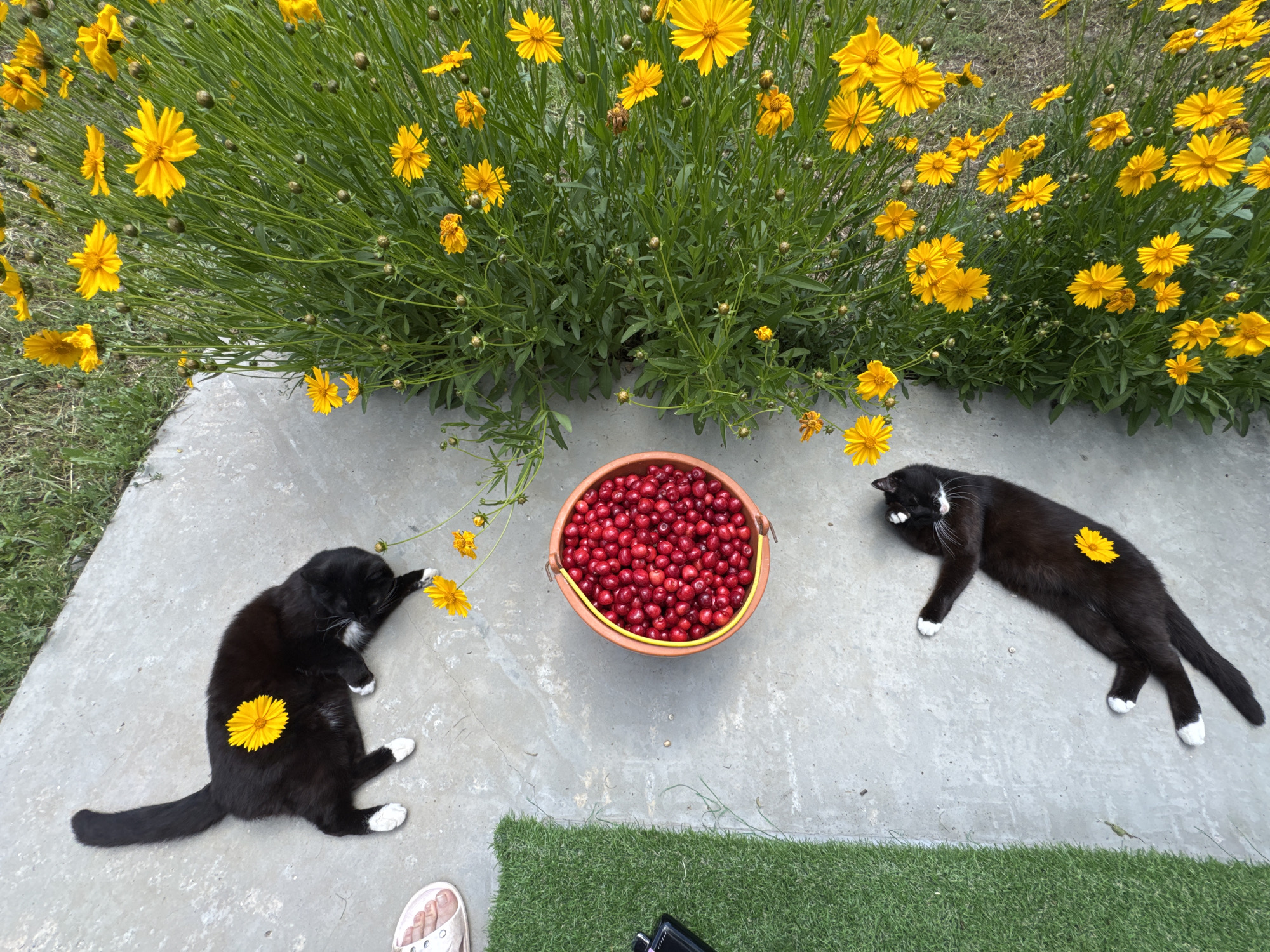 Cherry harvest morning with cats at a rural Ukrainian property