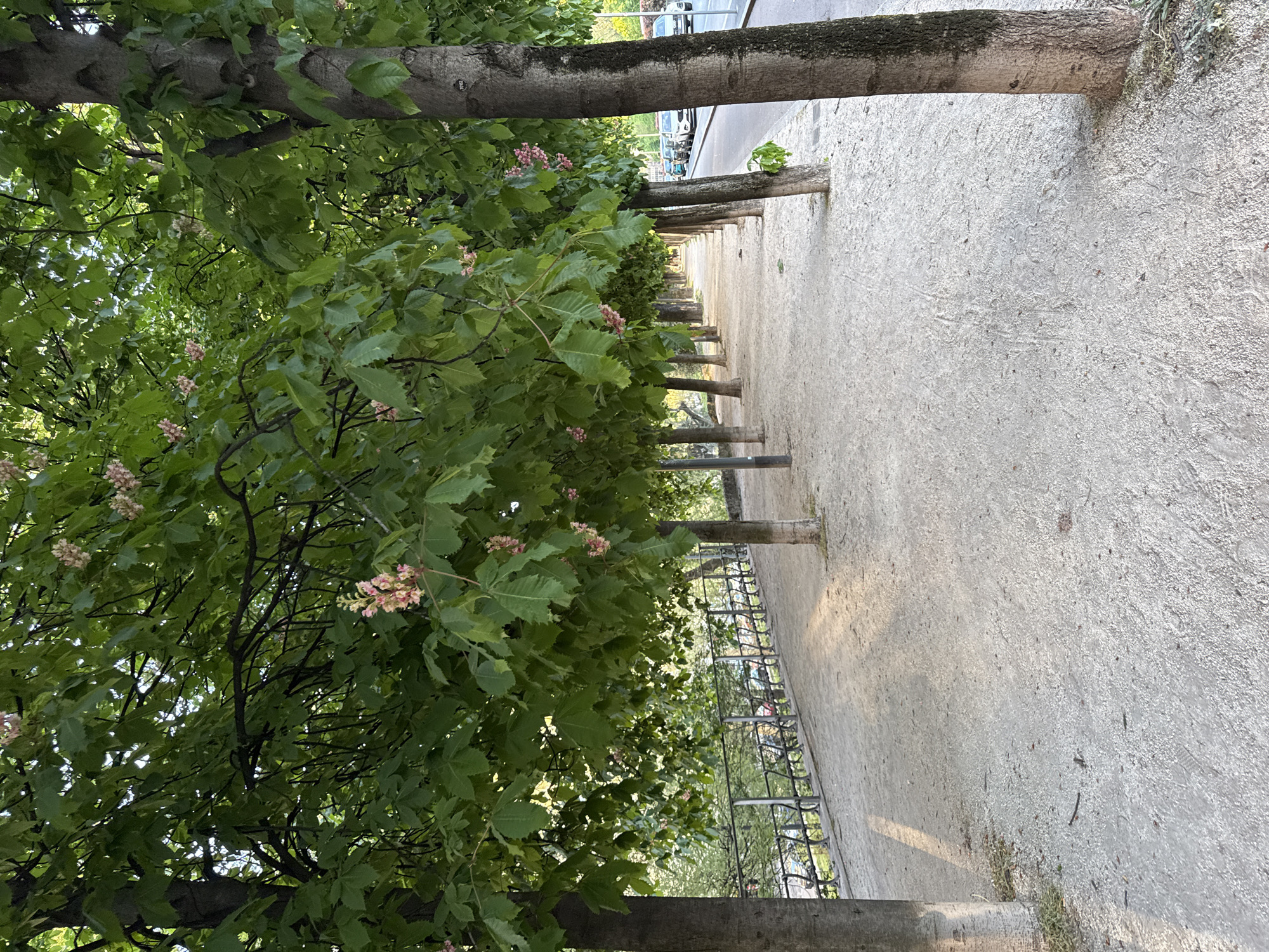 Spring afternoon gathering documented in Milan's Parco Sempione