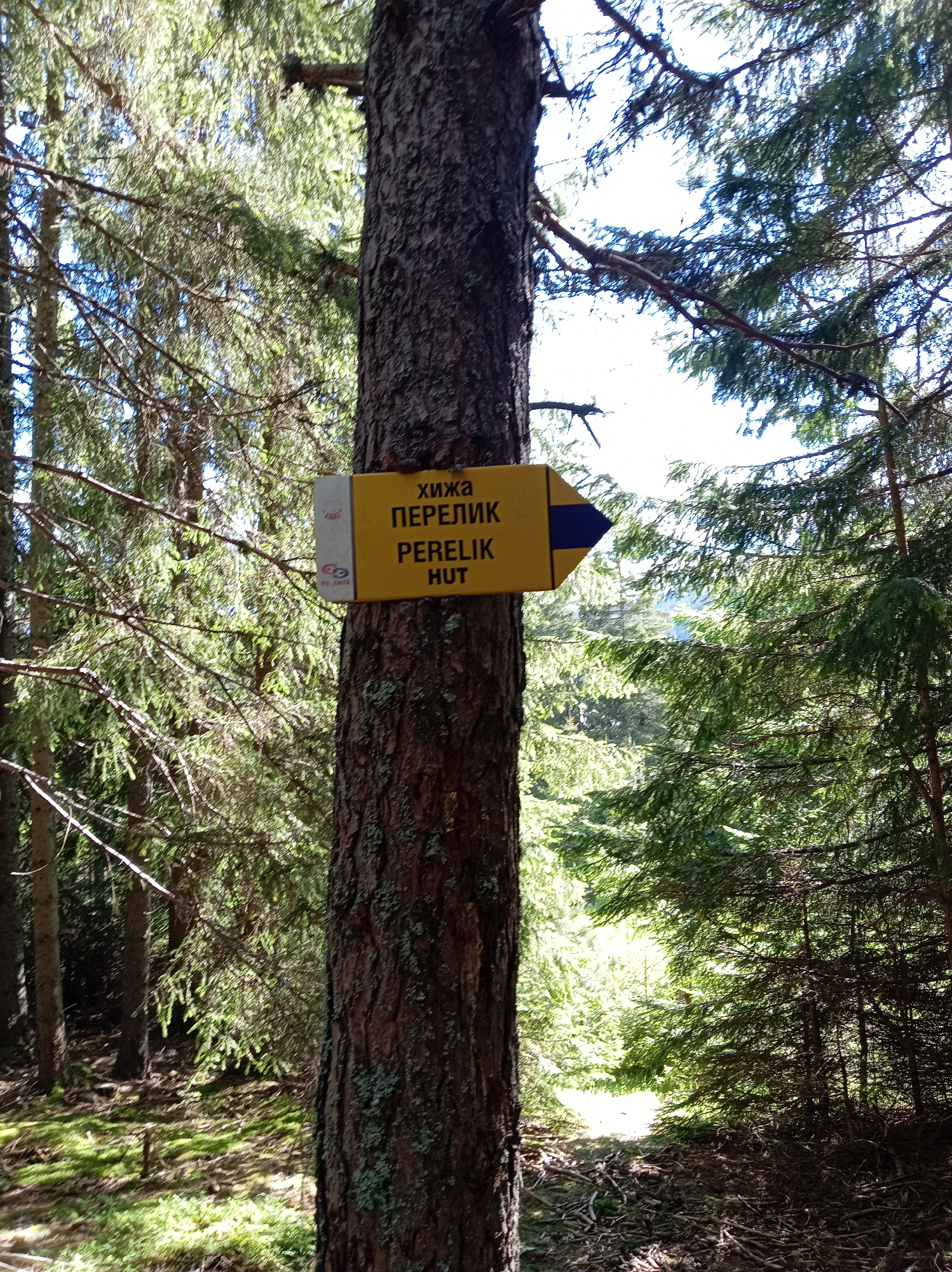 Forest exploration with wildlife and Cyrillic trail markers