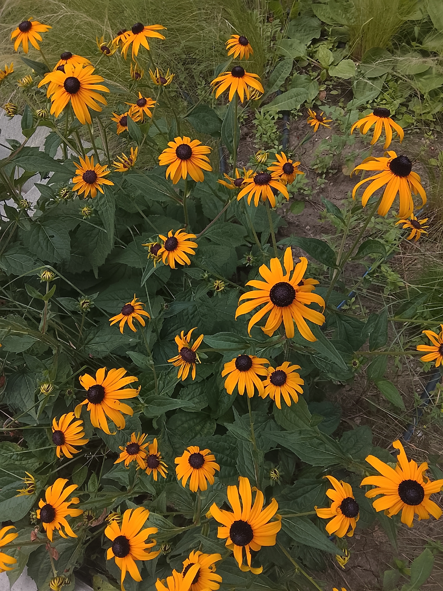 Summer morning around Chișinău — gardens, landmarks, and streets