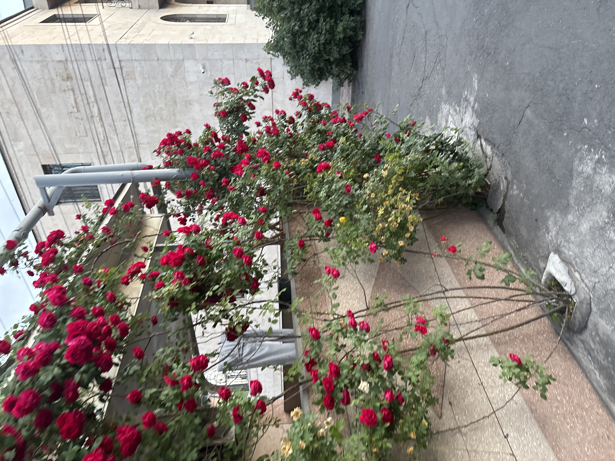 Yerevan resident watches Arsenal beat PSG while documenting local streets