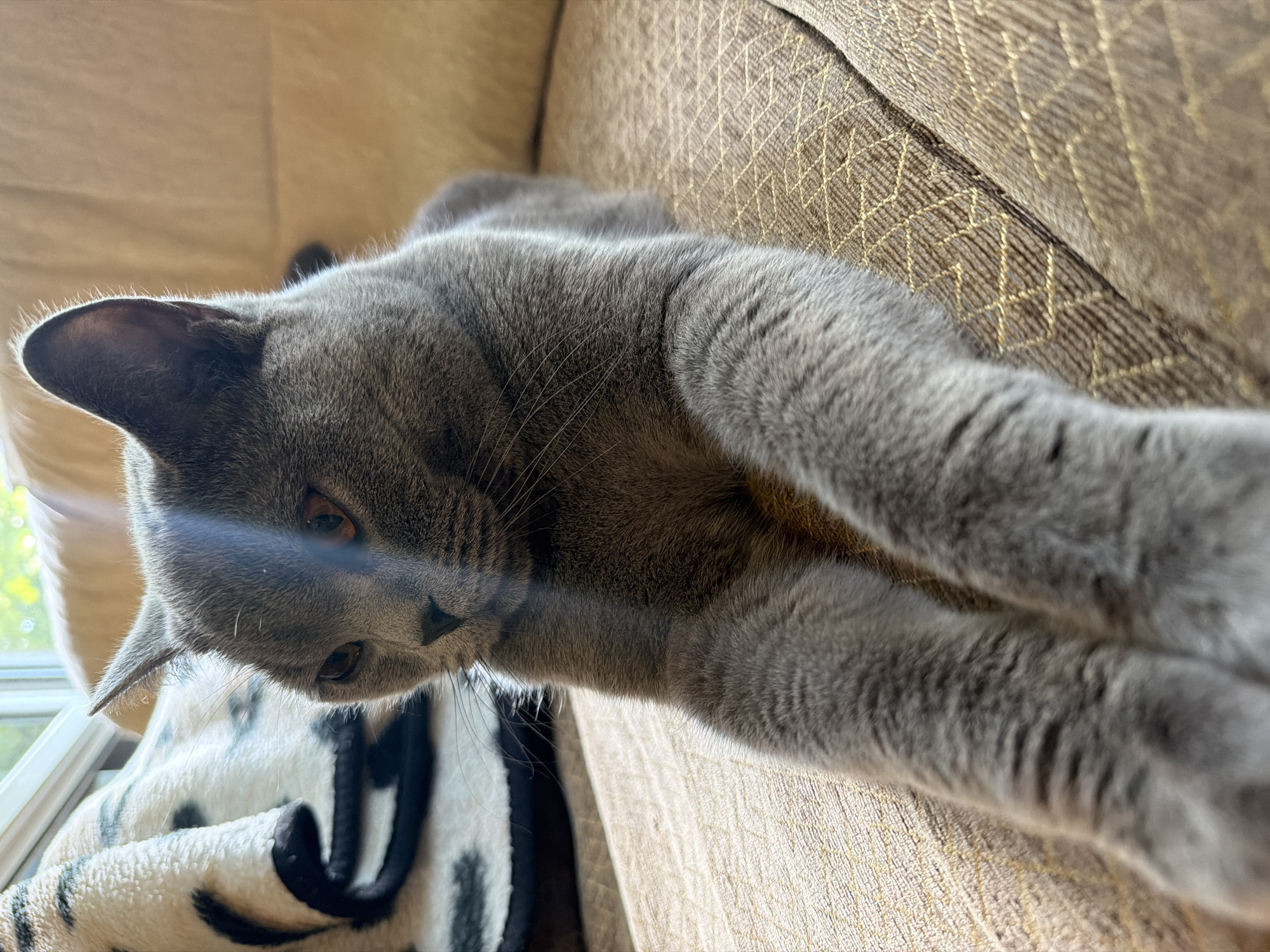 Grey cat rests on sofa in Dimitrovgrad home