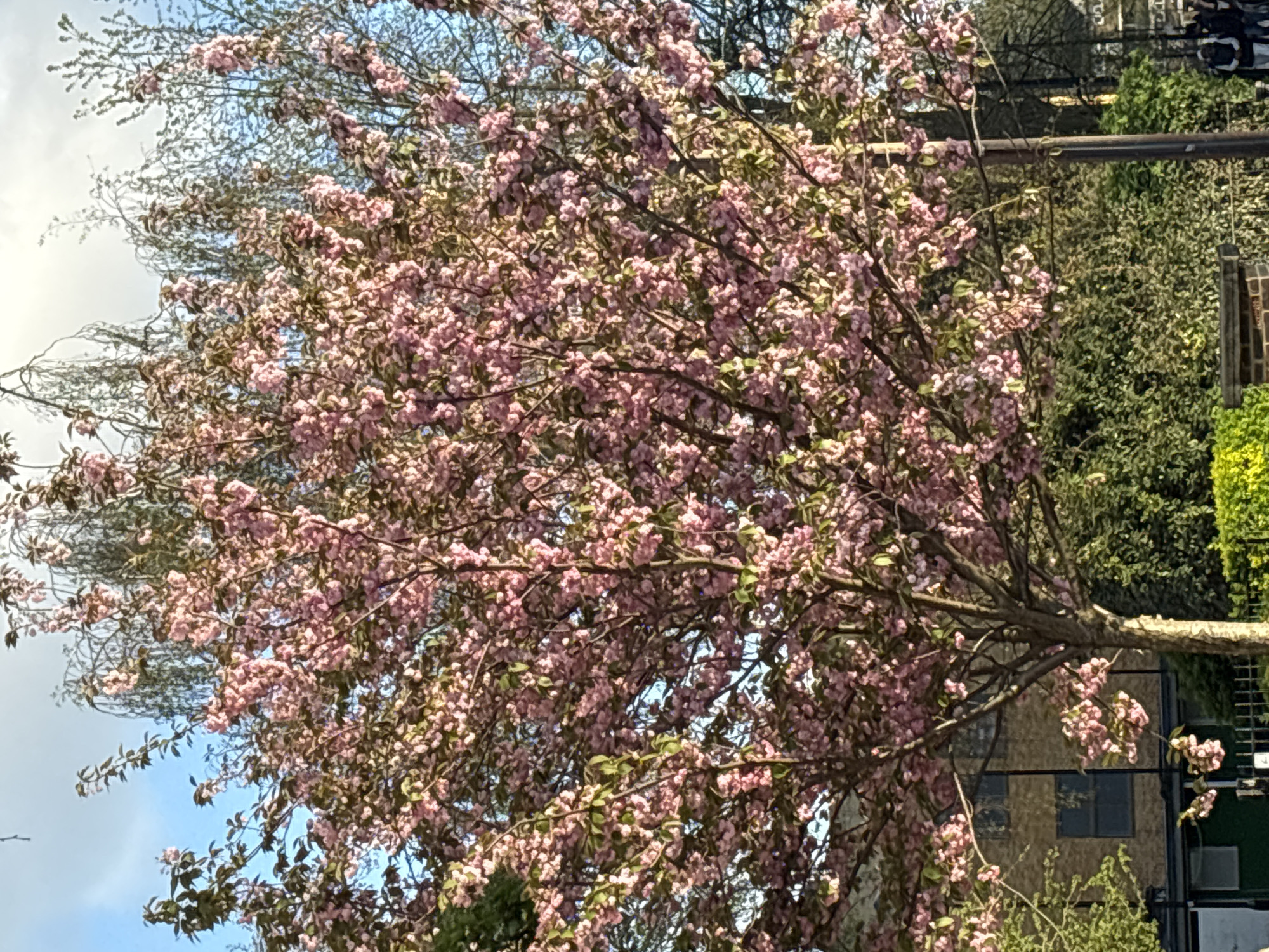 Pink blossoms bloom on London tree amid residential buildings