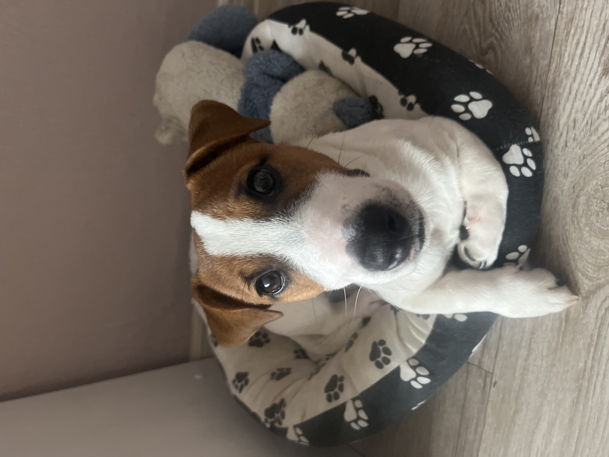 Jack Russell puppy chilling in a patterned dog bed