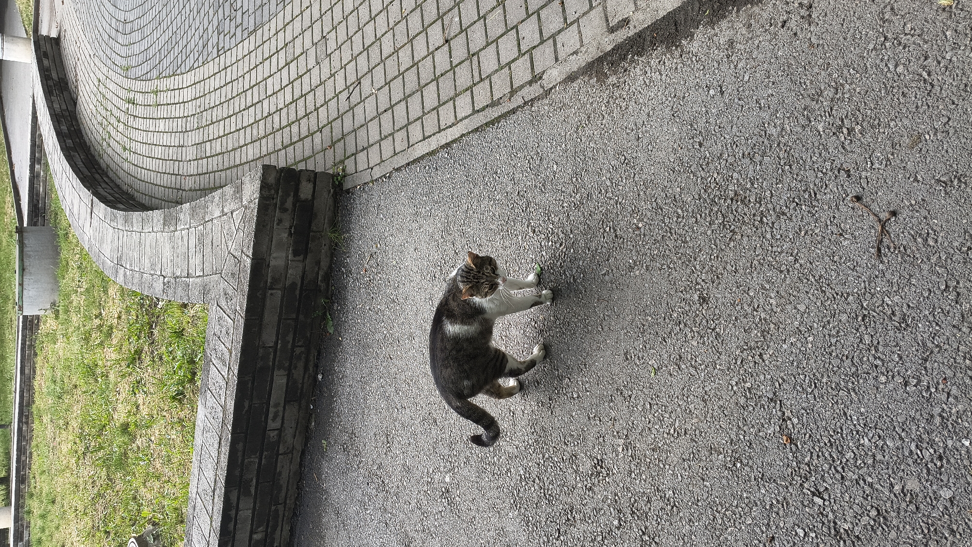 Tabby cat spotted moving through outdoor areas in Shumen