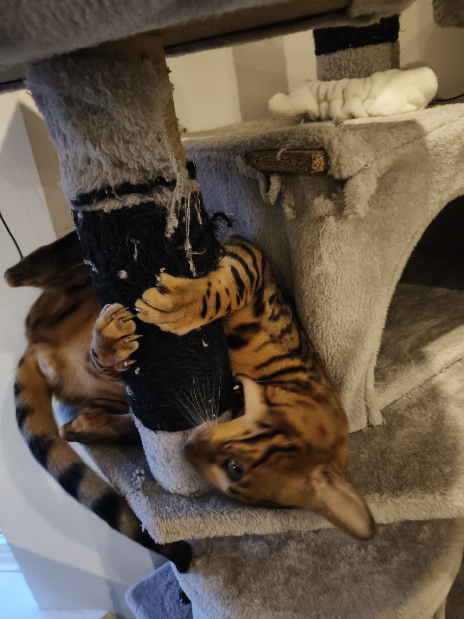 Bengal cat owns its cat tree in The Hague